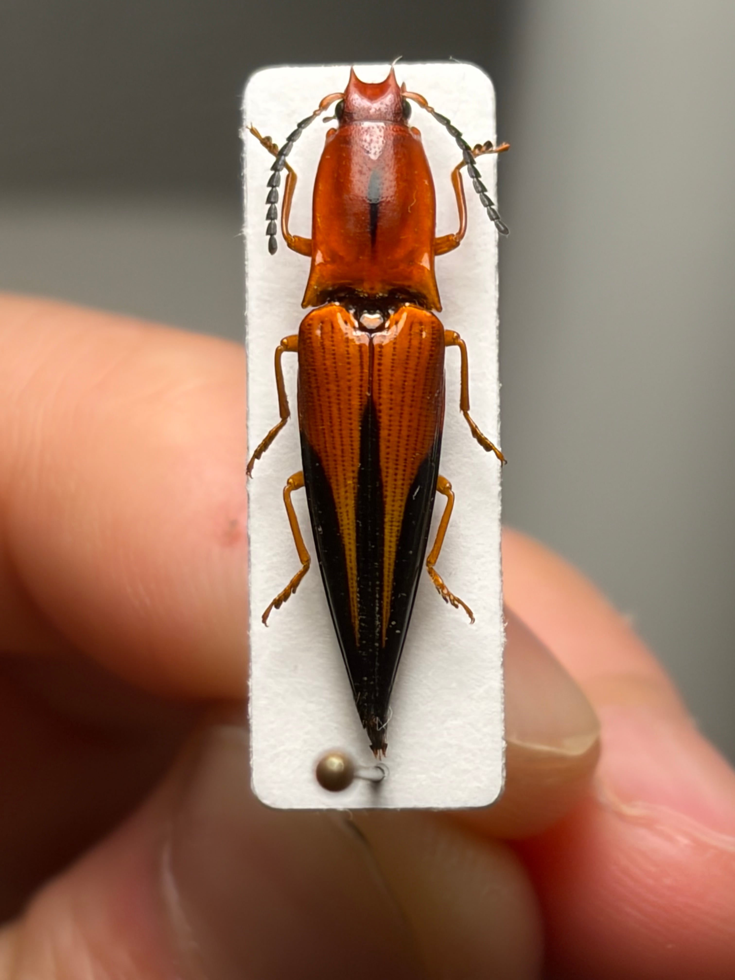 23mm】フェラーリコメツキムシ アングラトゥスミカドコメツキムシ 甲虫