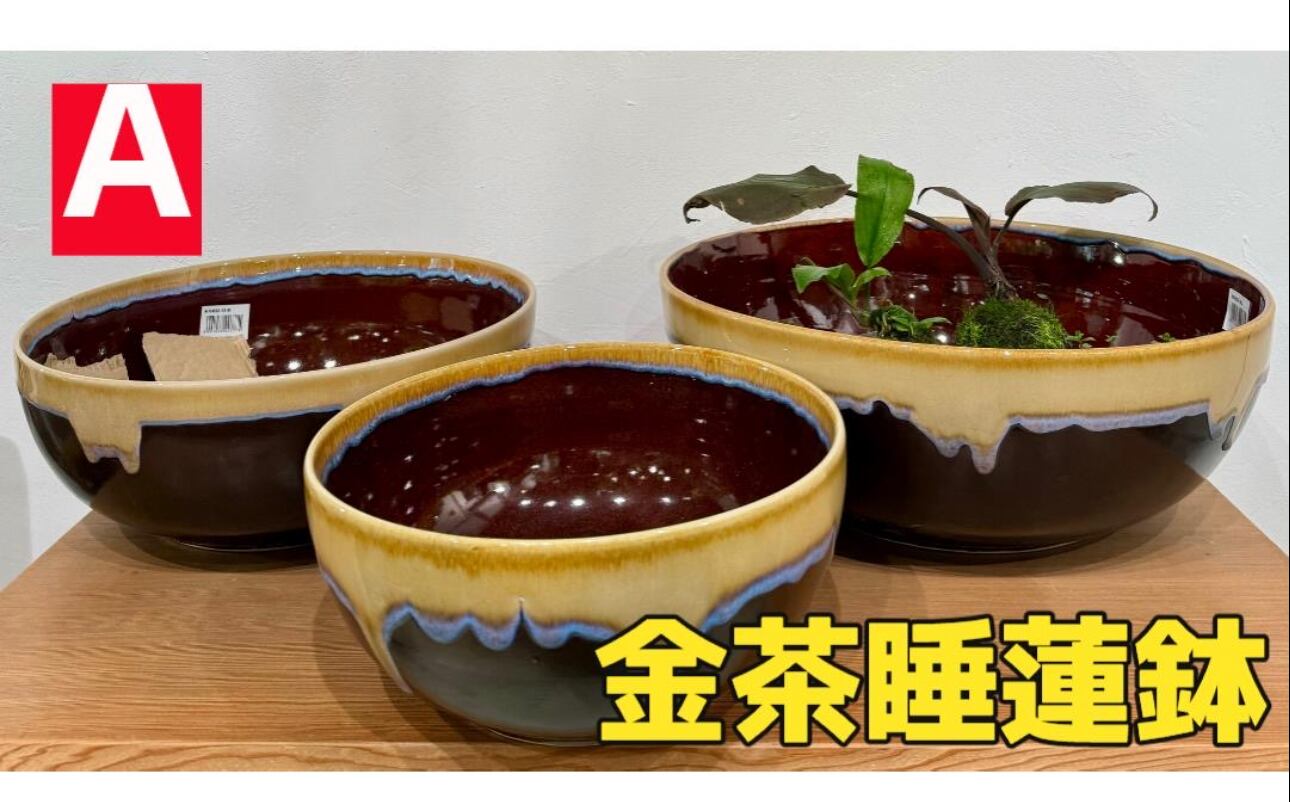 超貴重メダカ鉢 超貴重メダカ鉢