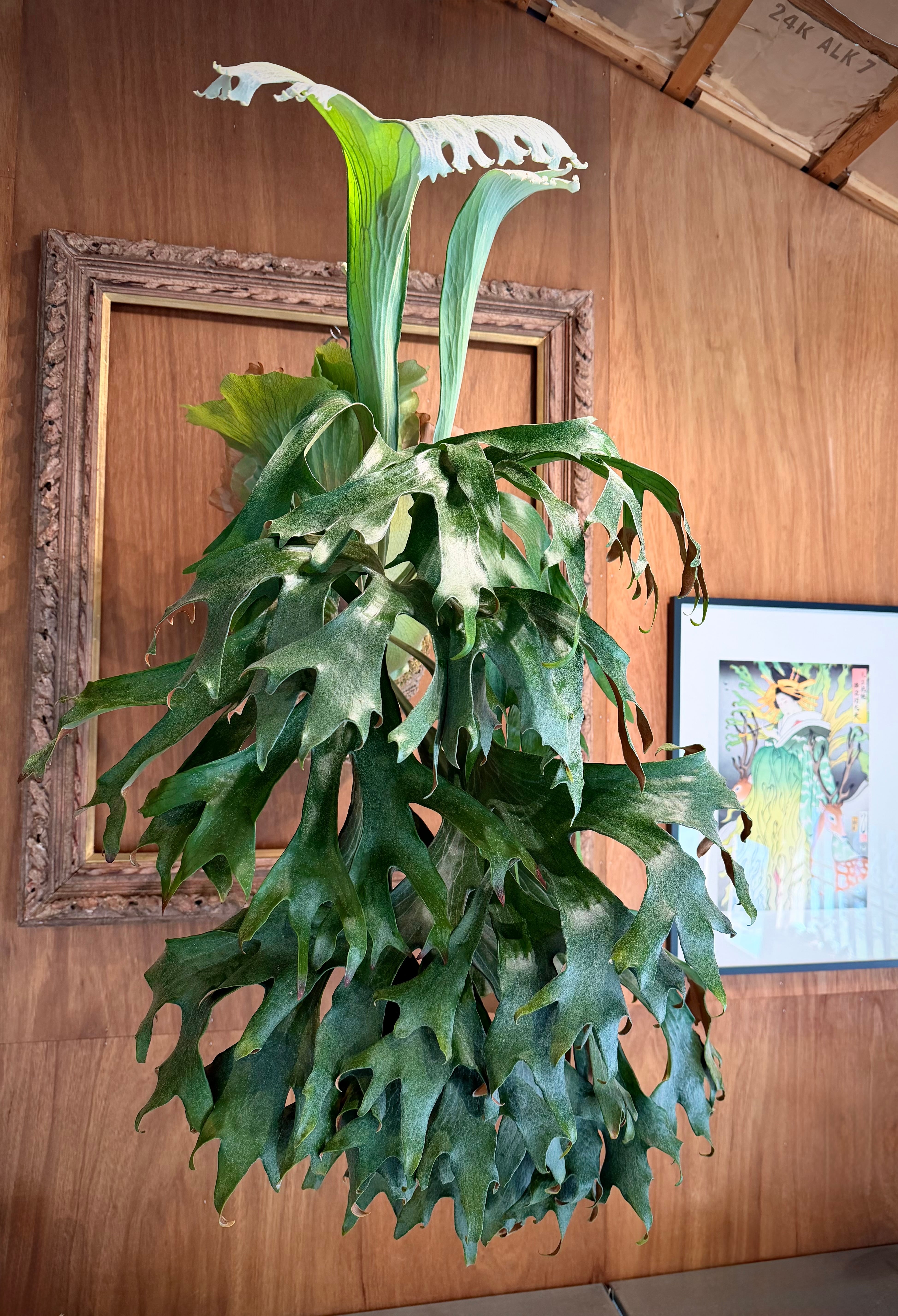 vandaka plants
