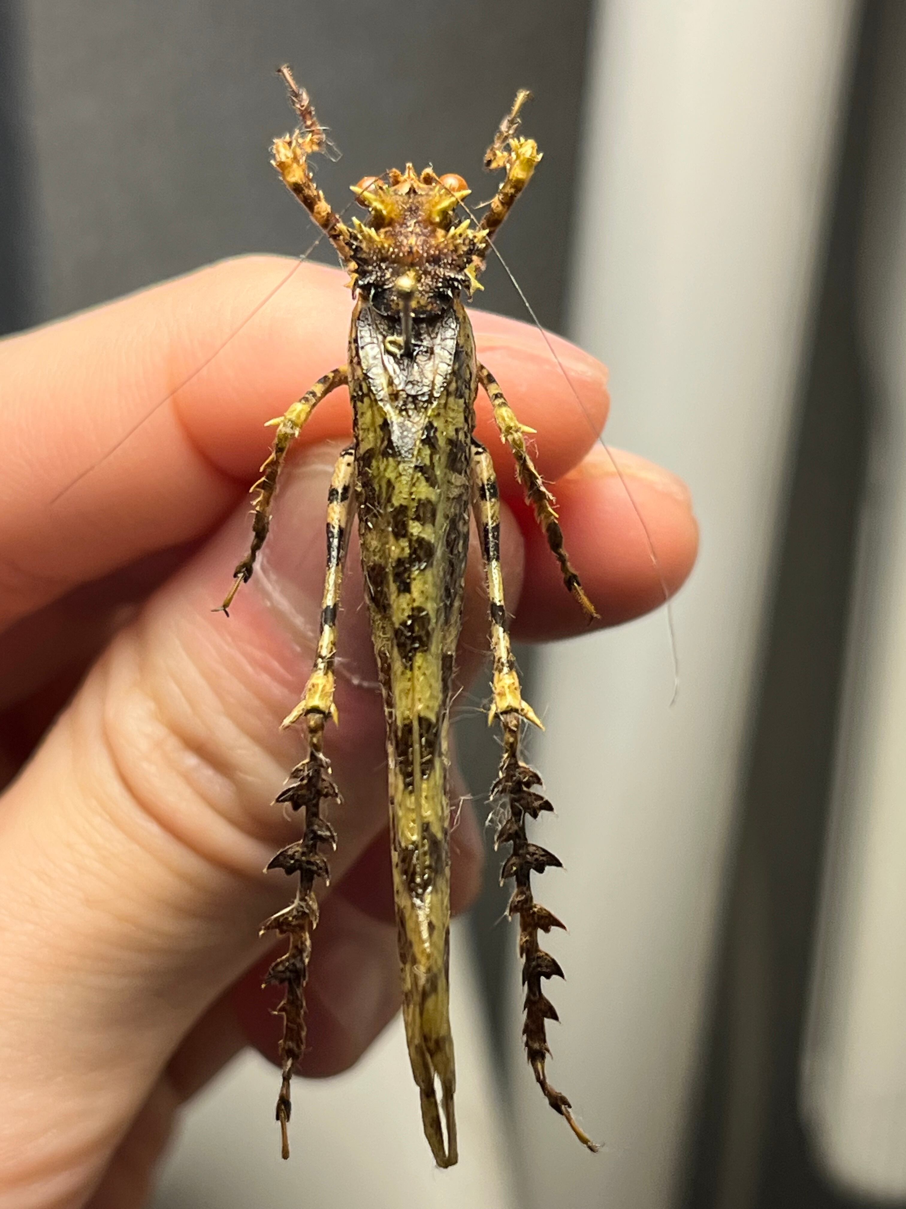 【54mm】サルオガセギスに酷似のOrthoptera sp.キリギリス バッタ 54mm】サルオガセギスに酷似のOrthoptera sp.キリギリス バッタ