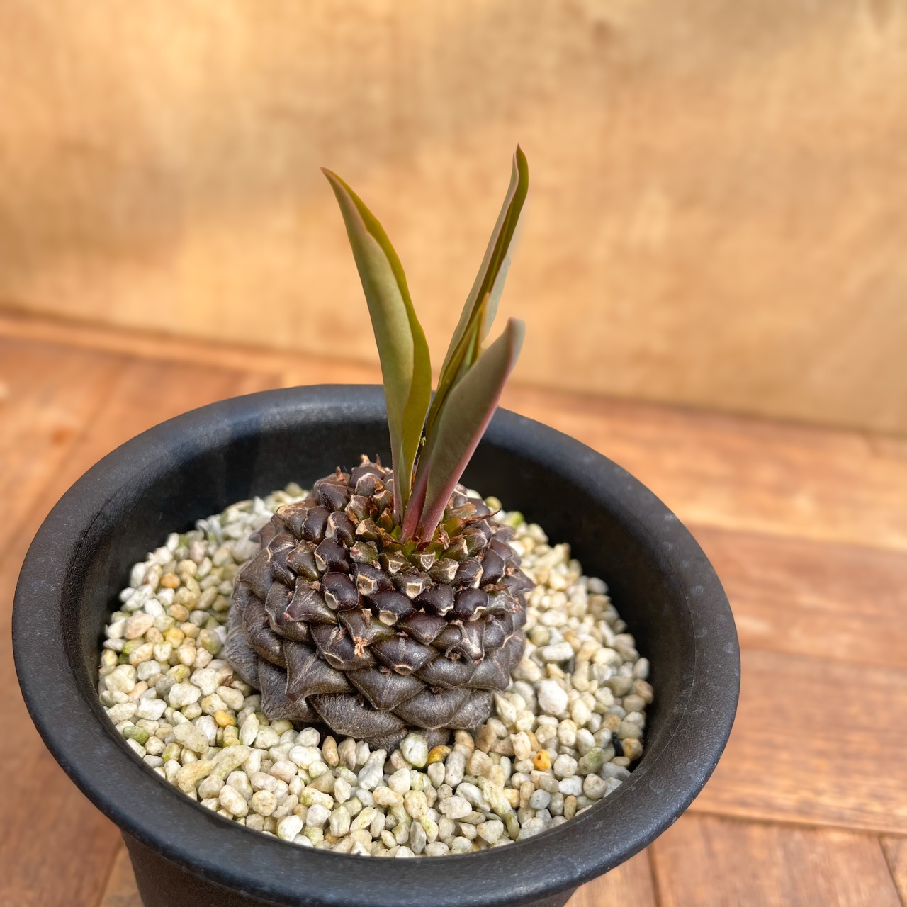 Euphorbia bupleurifolia【ユーフォルビア・鉄甲丸】