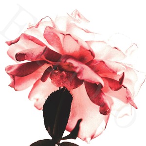 アートポスター / Coral flower no.1   eb129