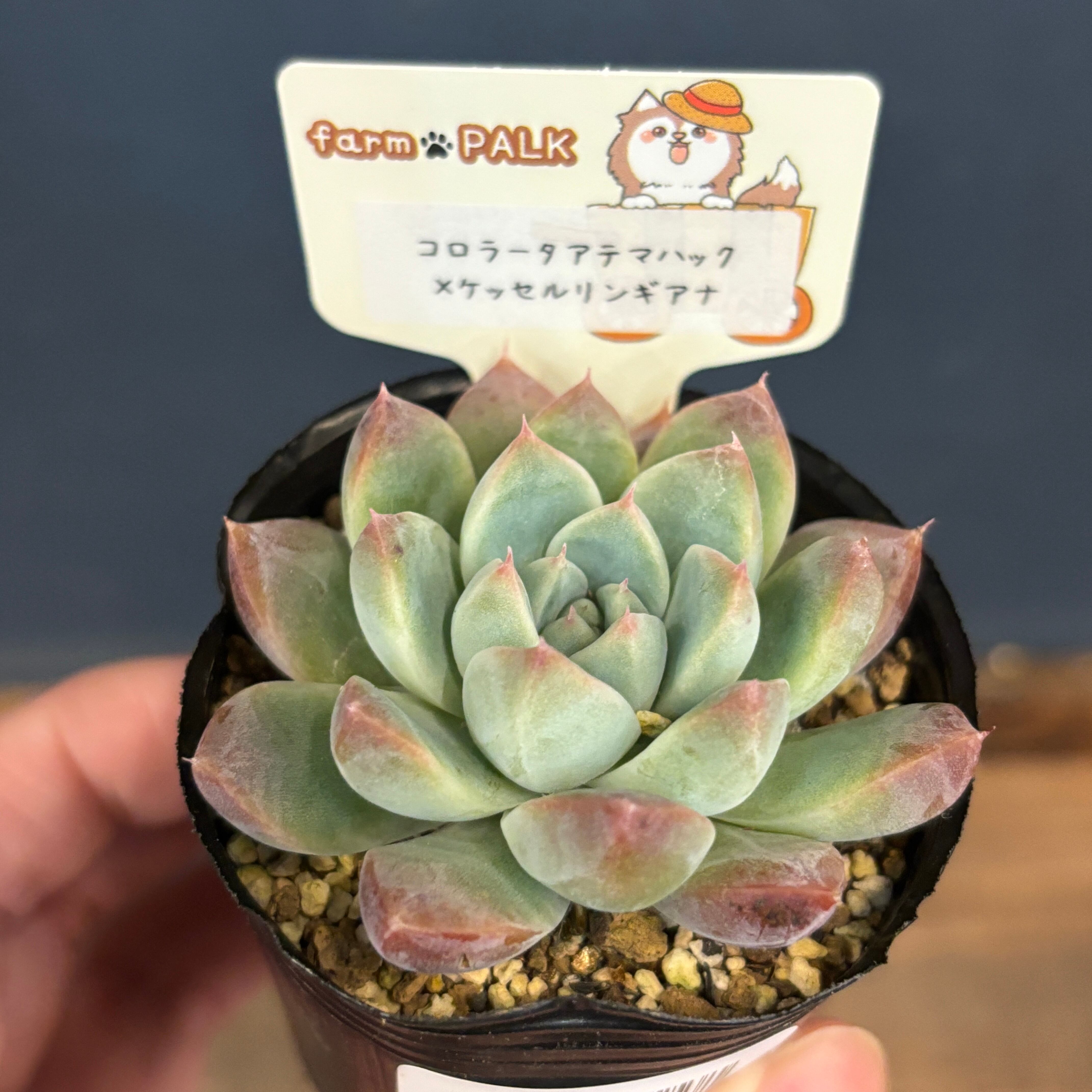 farmPALKさん苗 エケベリア コロラータアテマハック × ケッセルリン