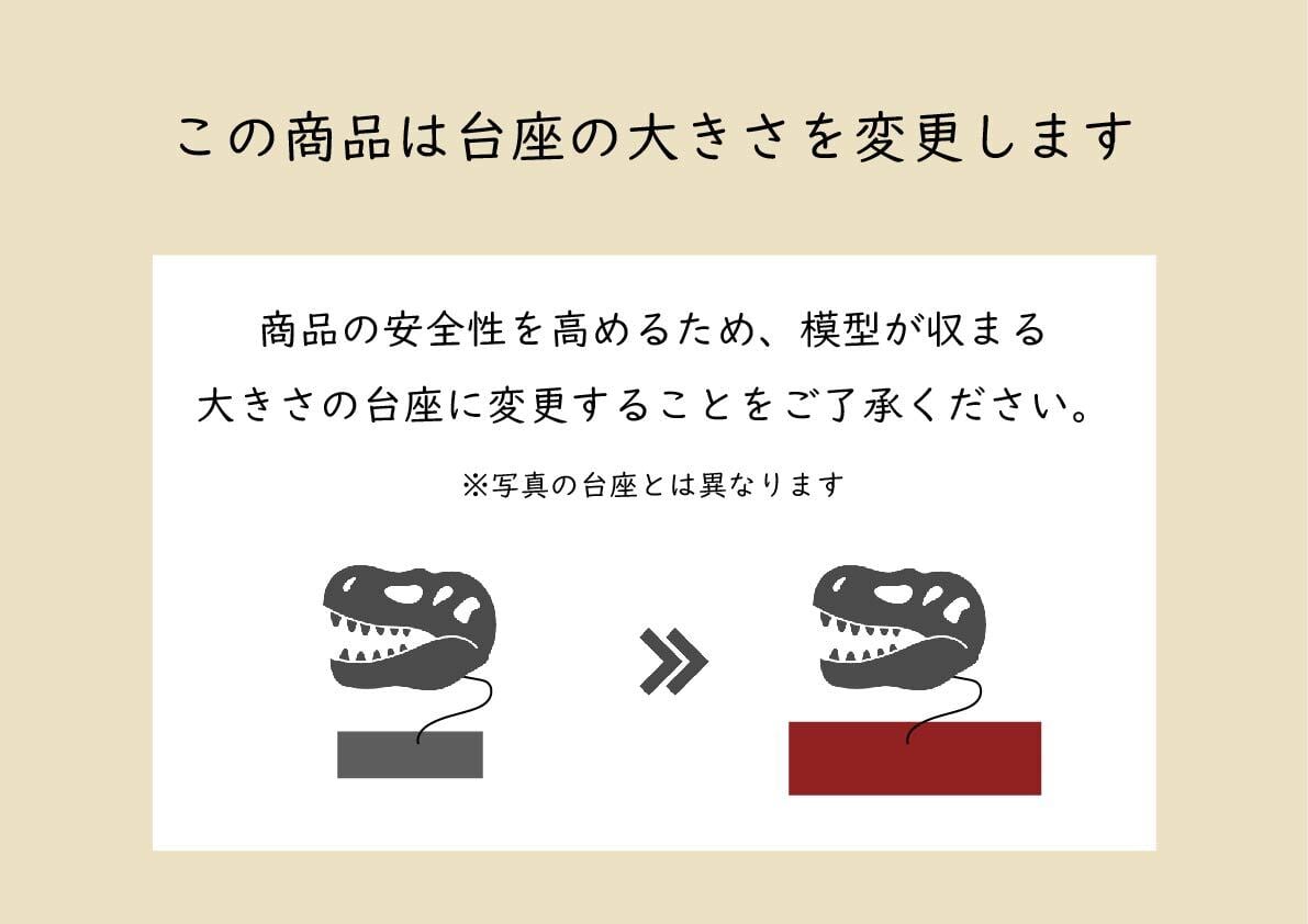 ミンククジラ 全身骨格レプリカ 40cm | アンフィ合同会社
