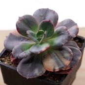 抜き苗 ブルーメタル錦 Echeveria 'Blue Metal Variegated'