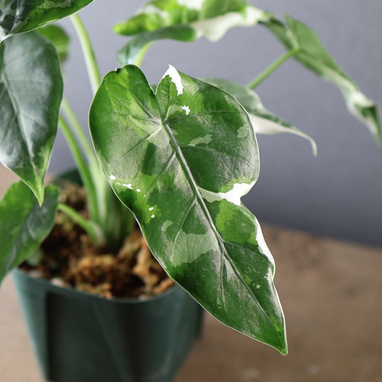 575『斑入り クワズイモ』観葉植物【送料無料】 | MARX PLANTS | 観葉