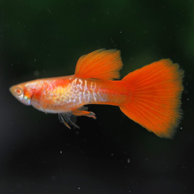 【セール】RREAギャラクシーレッドテールスワロー　1カルテット＋おまけ1カルテット