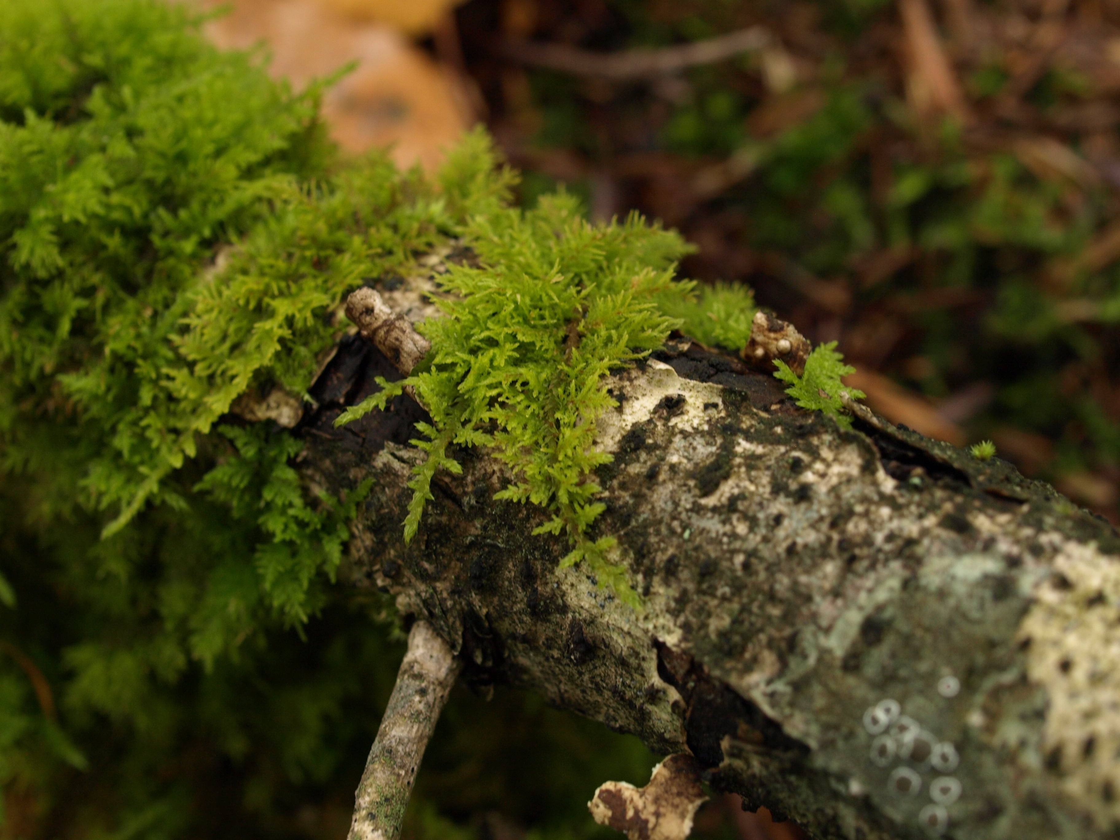 シノブゴケ 10トレー 苔 苔玉 苔リウム 苔テラリウム こけ コケ