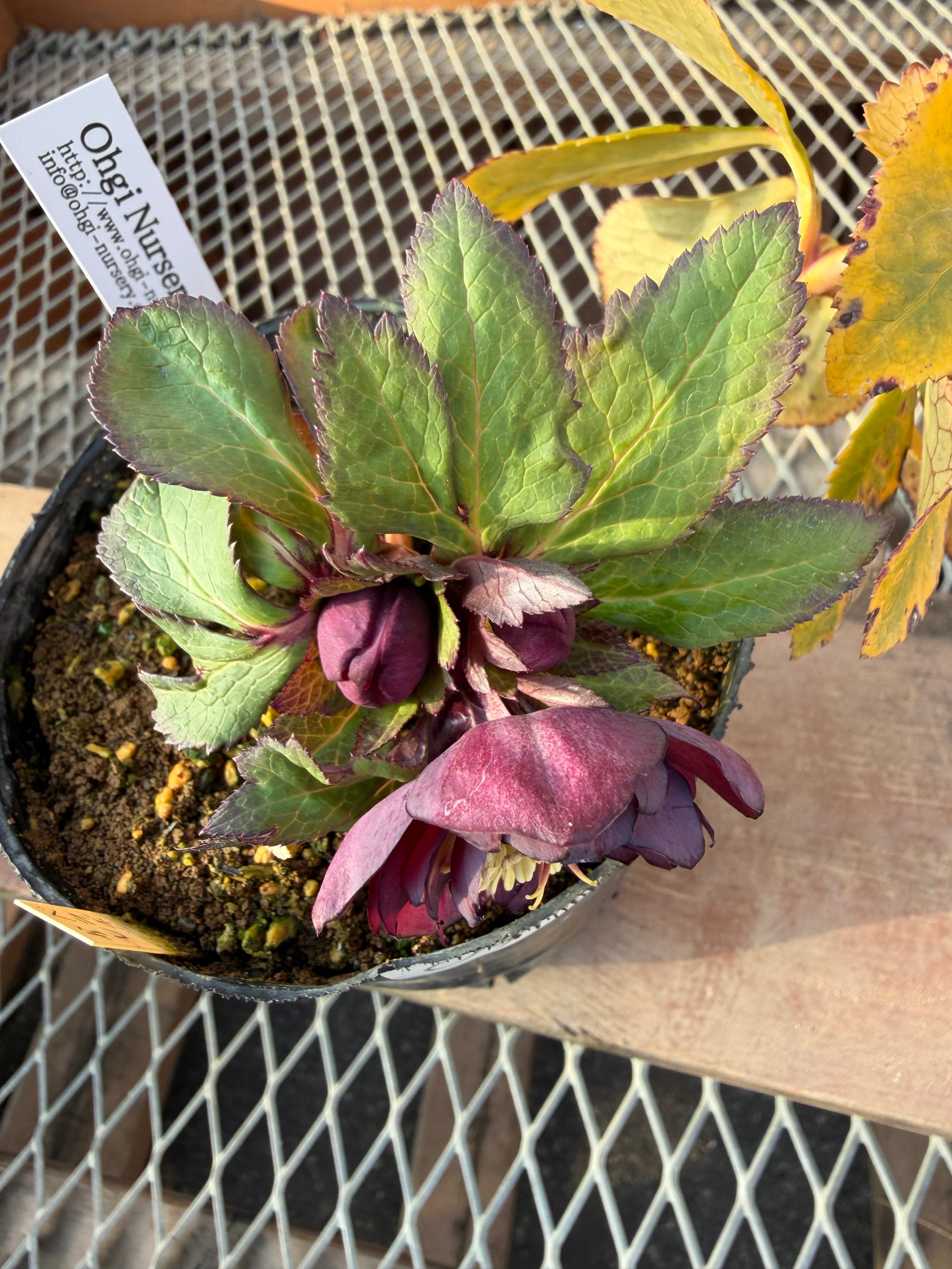 ミスティークdd 大木ナーサリー クリスマスローズ【Og05】送料無料