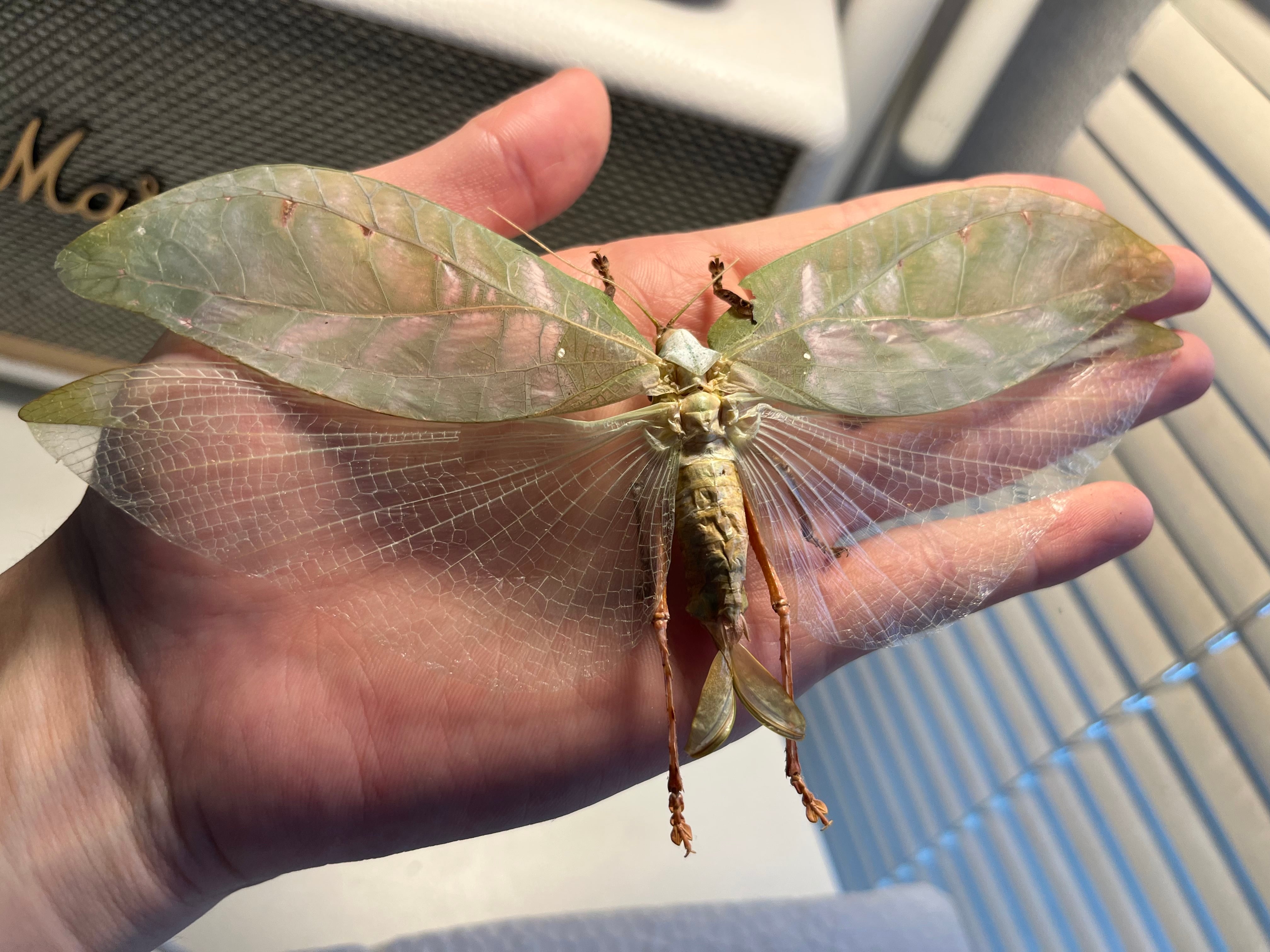 オレンジクロースコーピオンPandinoides duffmackayi 全長5cm程 ムカデ