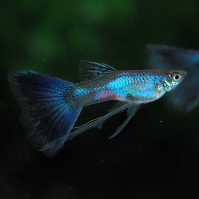 【セール】ラズリーブルーテールリボン　若魚1カルテット＋おまけ1ペア