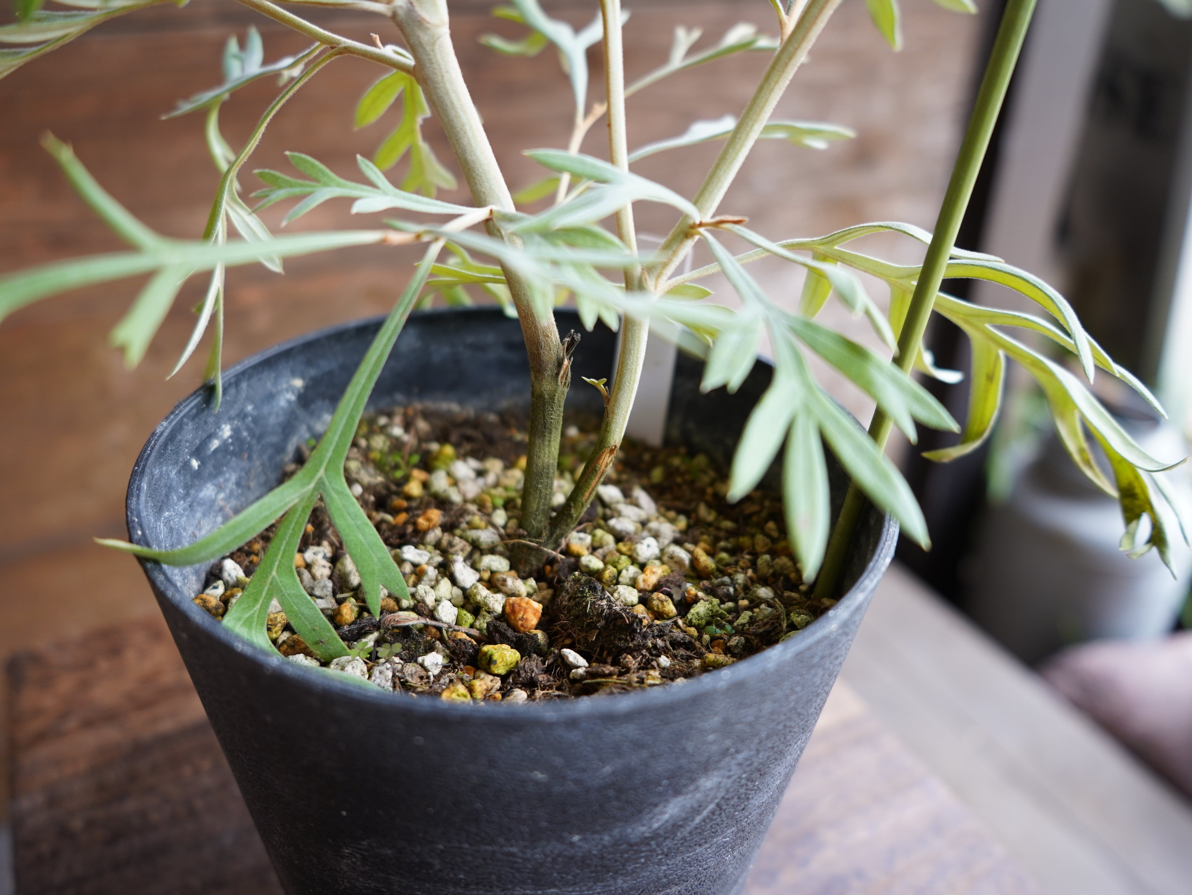 【現物】グレビレア　”ドーンパープル”　C