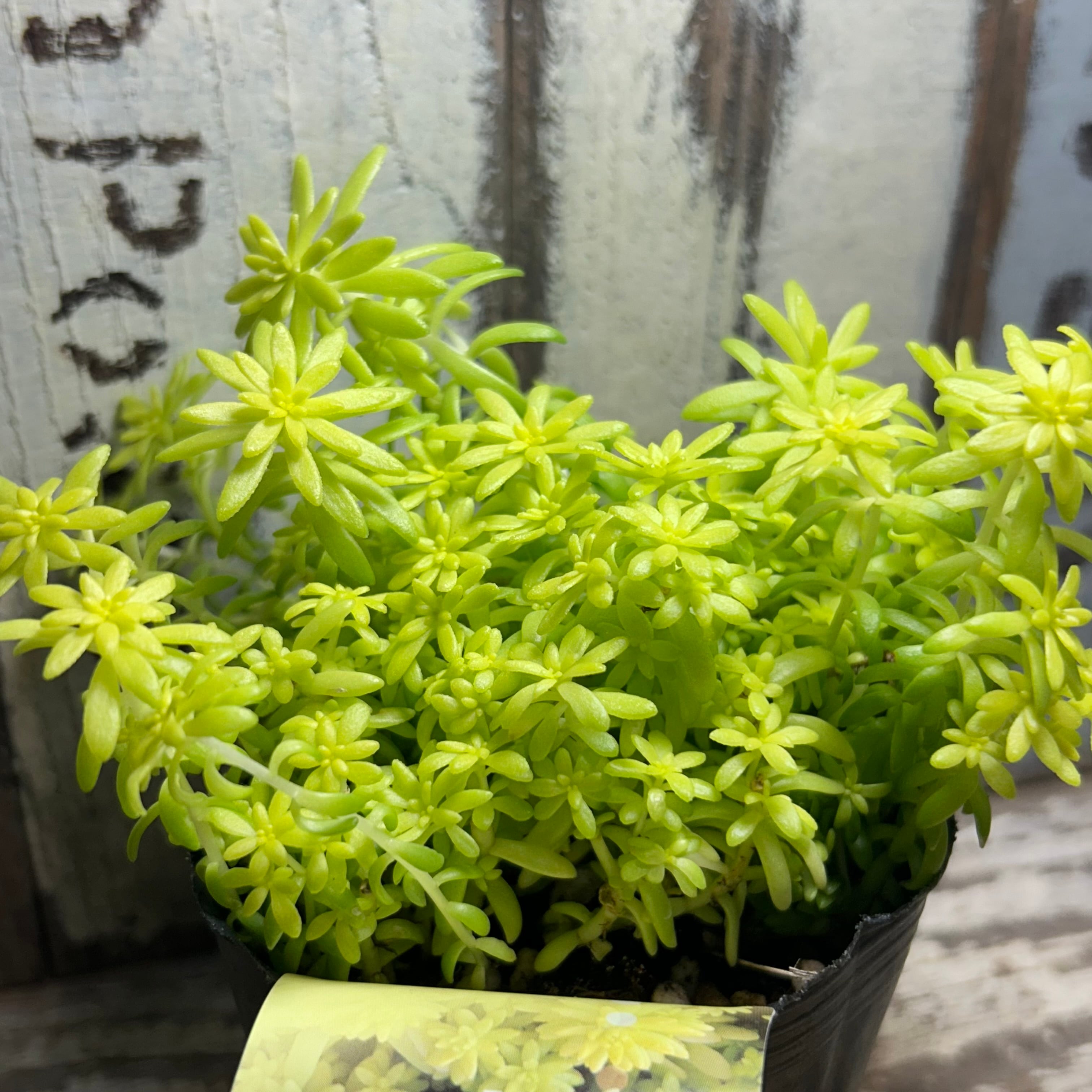 ミモザ(セダム) | RuPo 多肉植物専門店