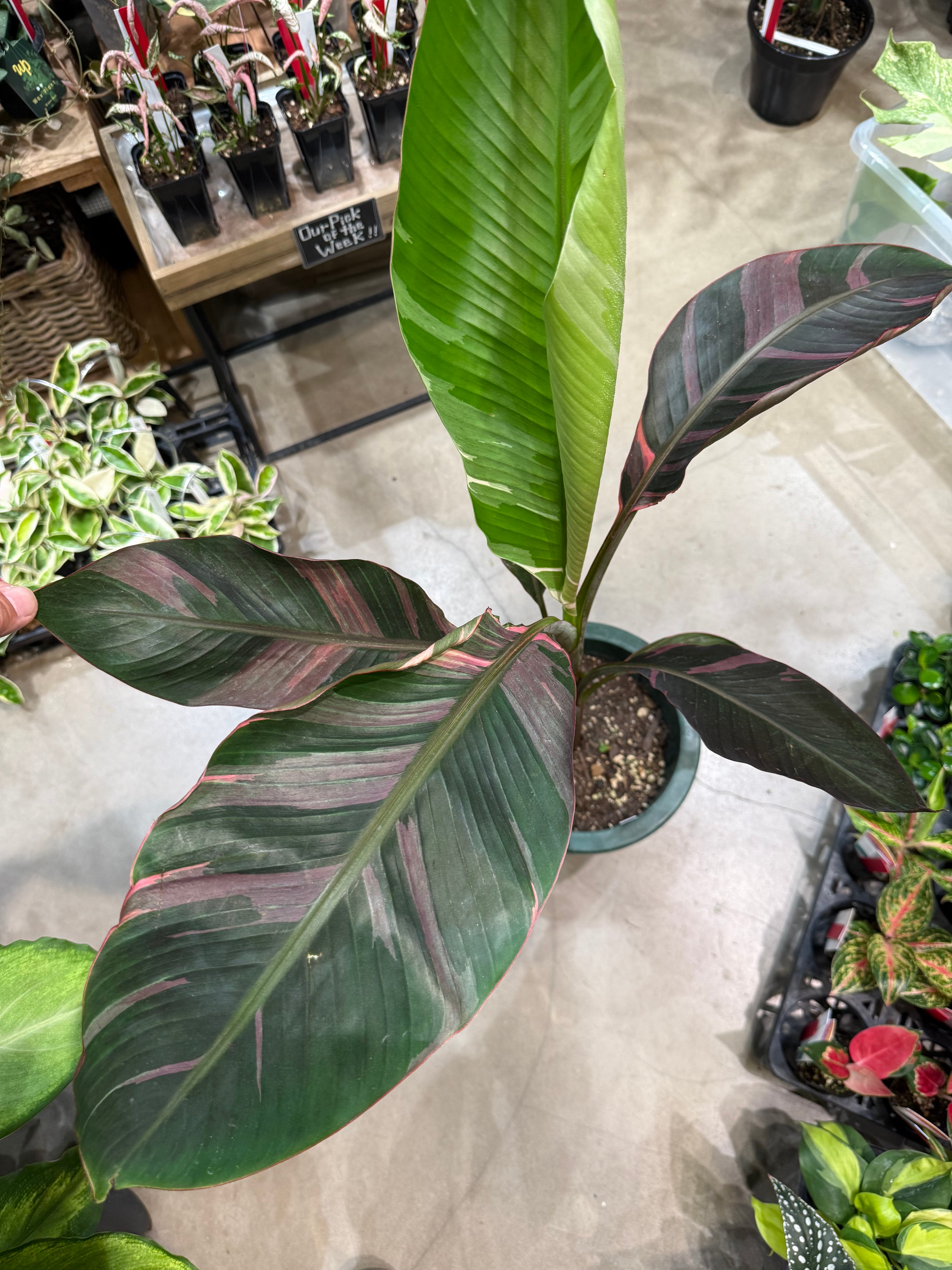 コルジリネ ジニーサイクロン | MIDORIYA 観葉植物専門店