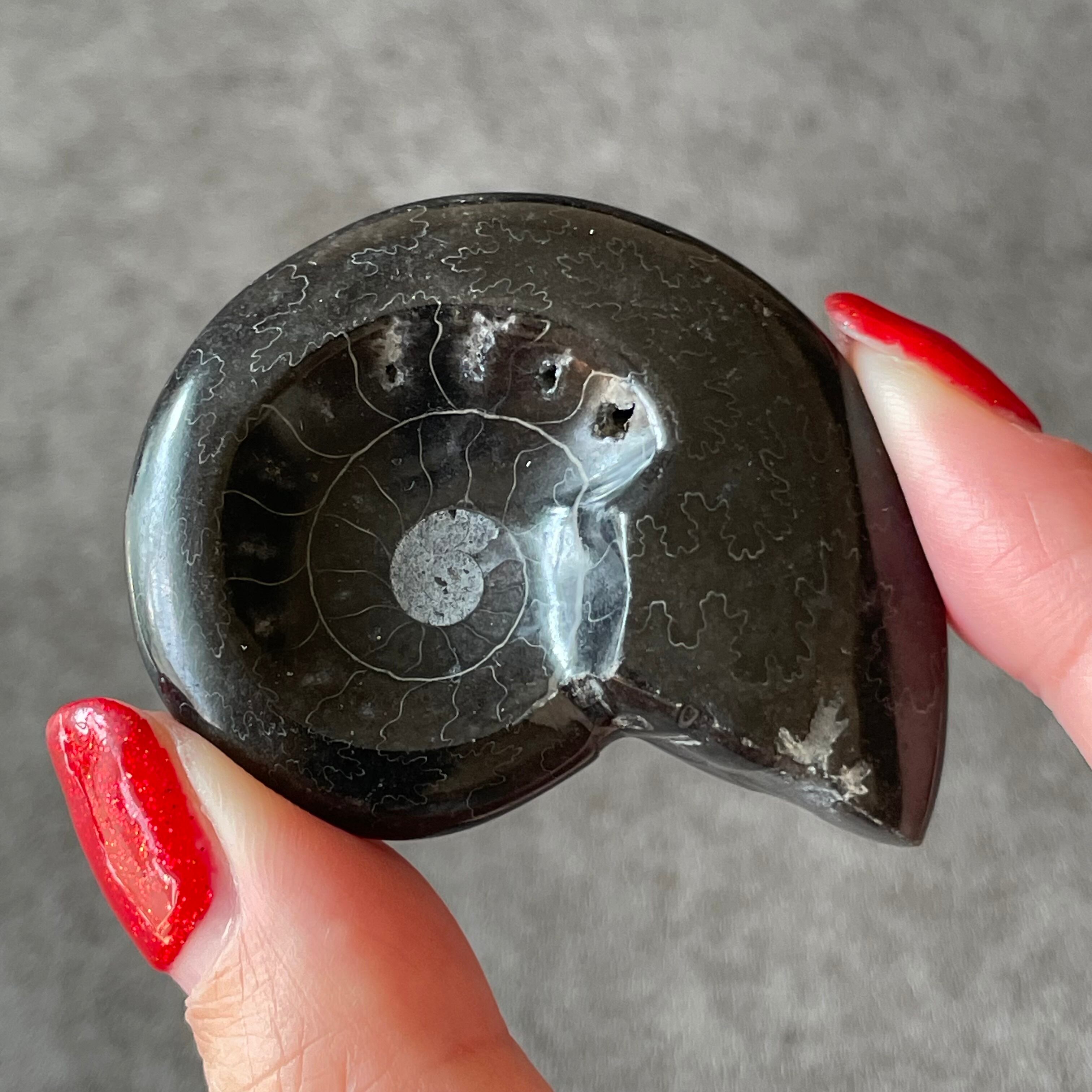 Ammonite アンモナイト|Tray トレイ|天然石 パワーストーン 鉱物 gem stone