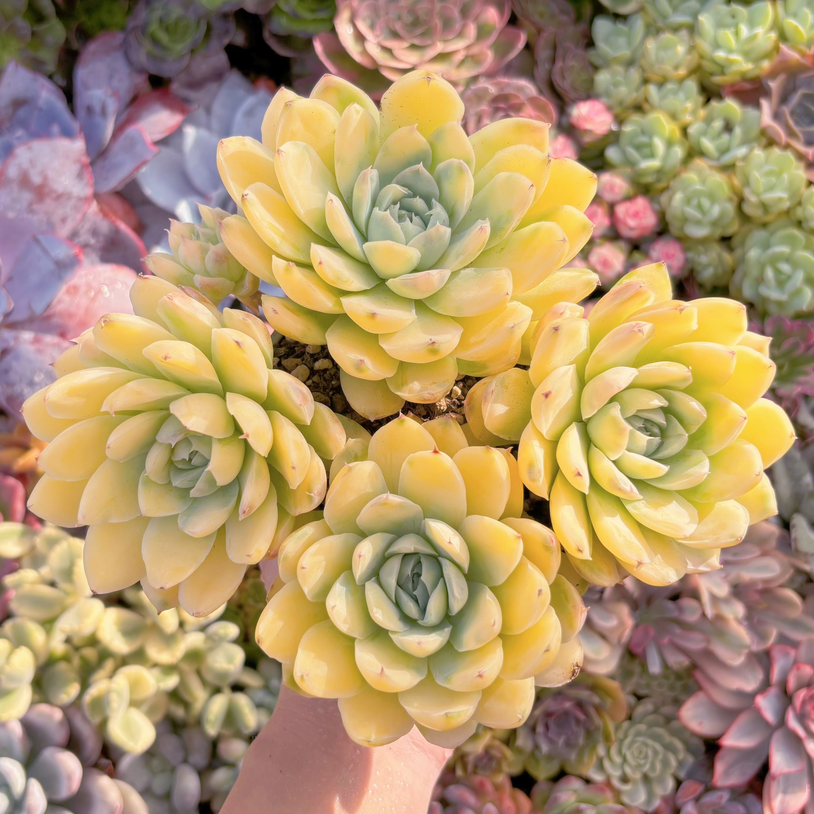 現品　ピンクヒューミリス錦#097　特大群生　在庫僅少　新入荷　るる農園