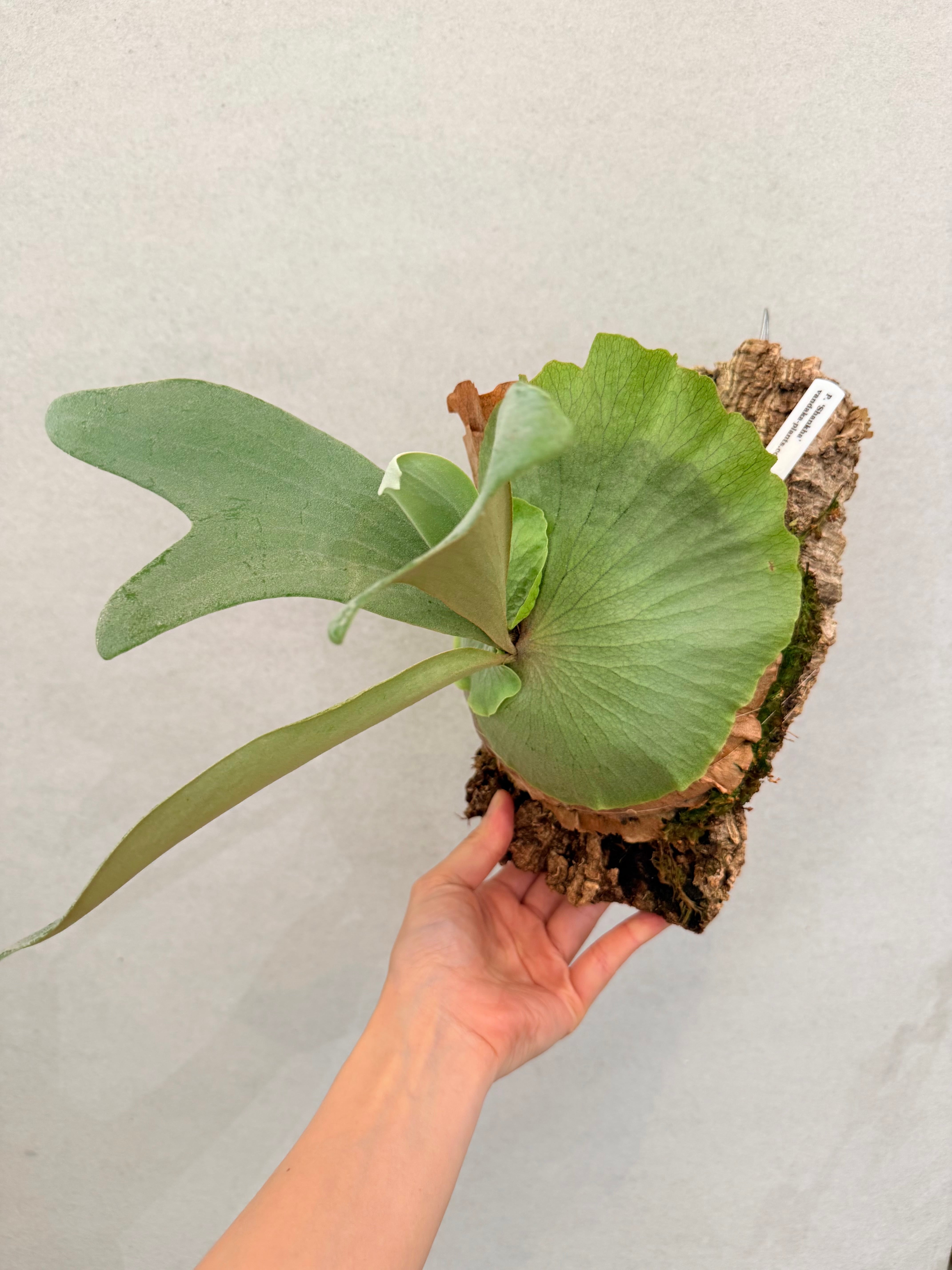 a) P. 'Shankha' ビカクシダ 'シャンカ' 白法螺 | vandaka plants