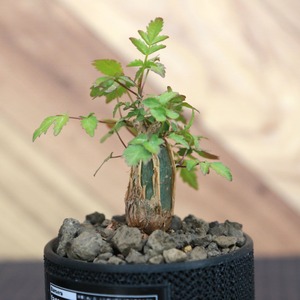 Bursera fagaroides (ブルセラ ファガロイデス) / 小株(3号鉢)/Lot.001