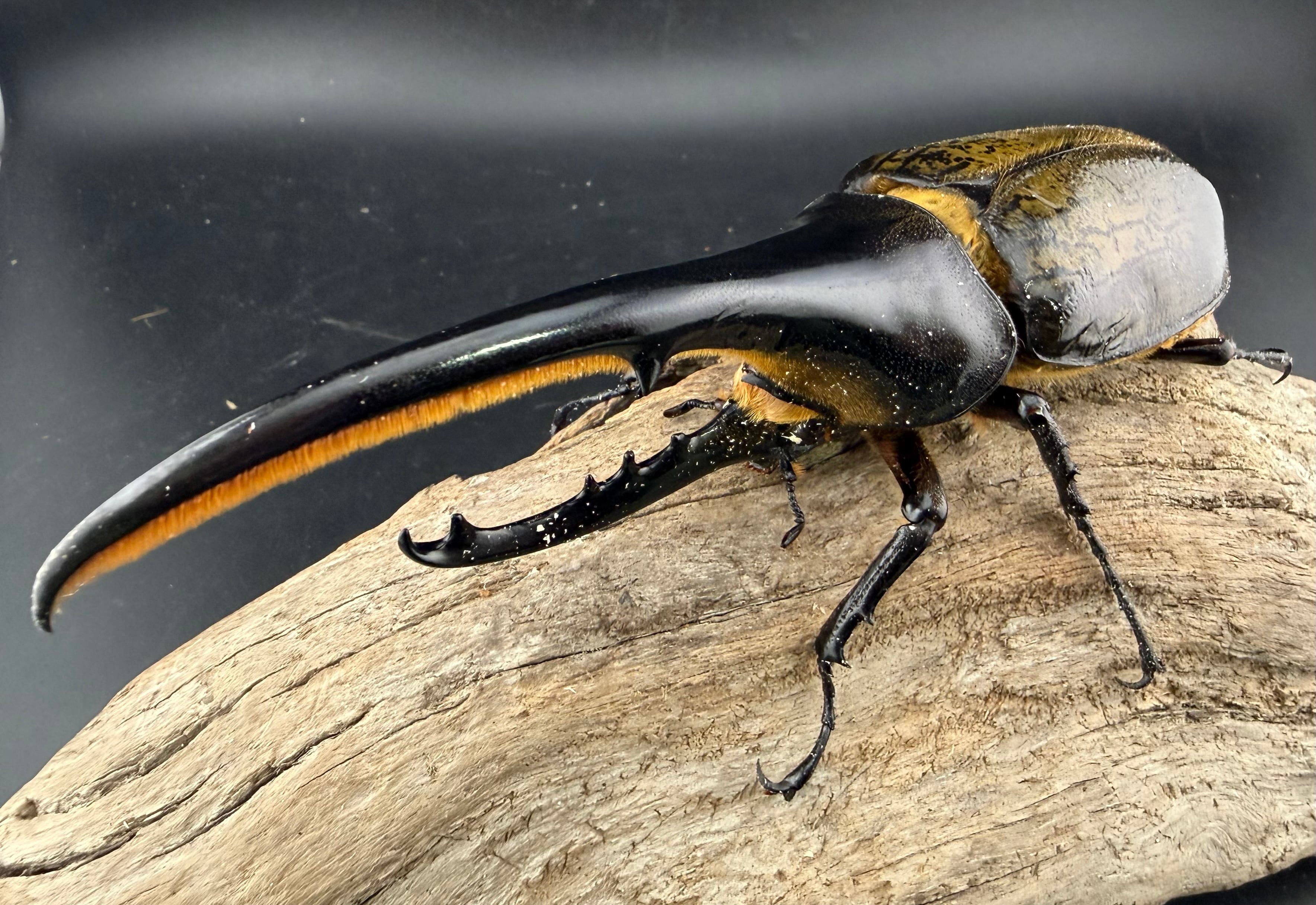 ヘラクレスの仲間 | KPW公式オンラインショップ