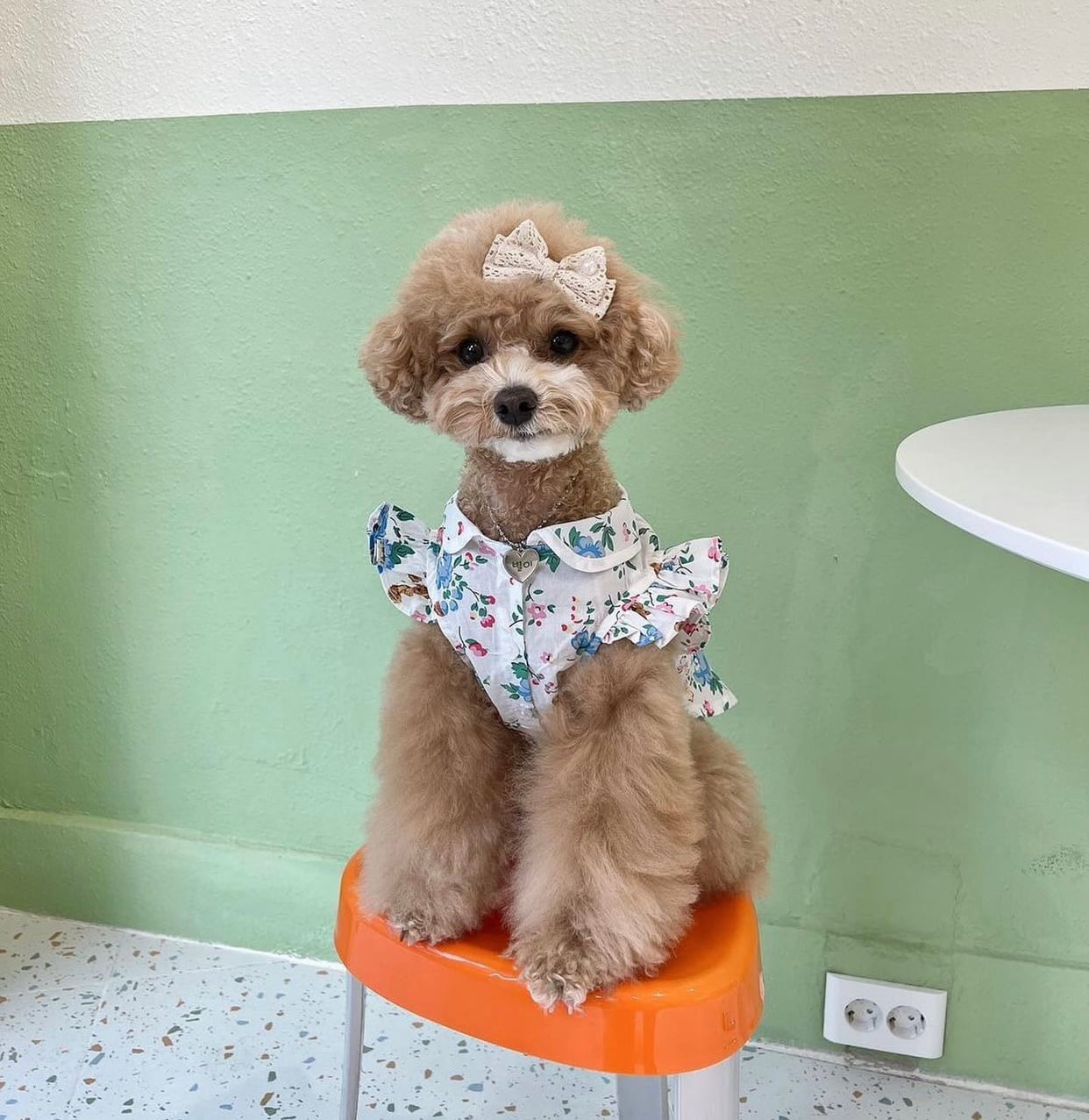 【SALE】bear frill shirt S ~ XL / ドッグウェア 犬服 フリル袖 ブラウス 犬の服 春夏 新作 シャツ おしゃれ b50