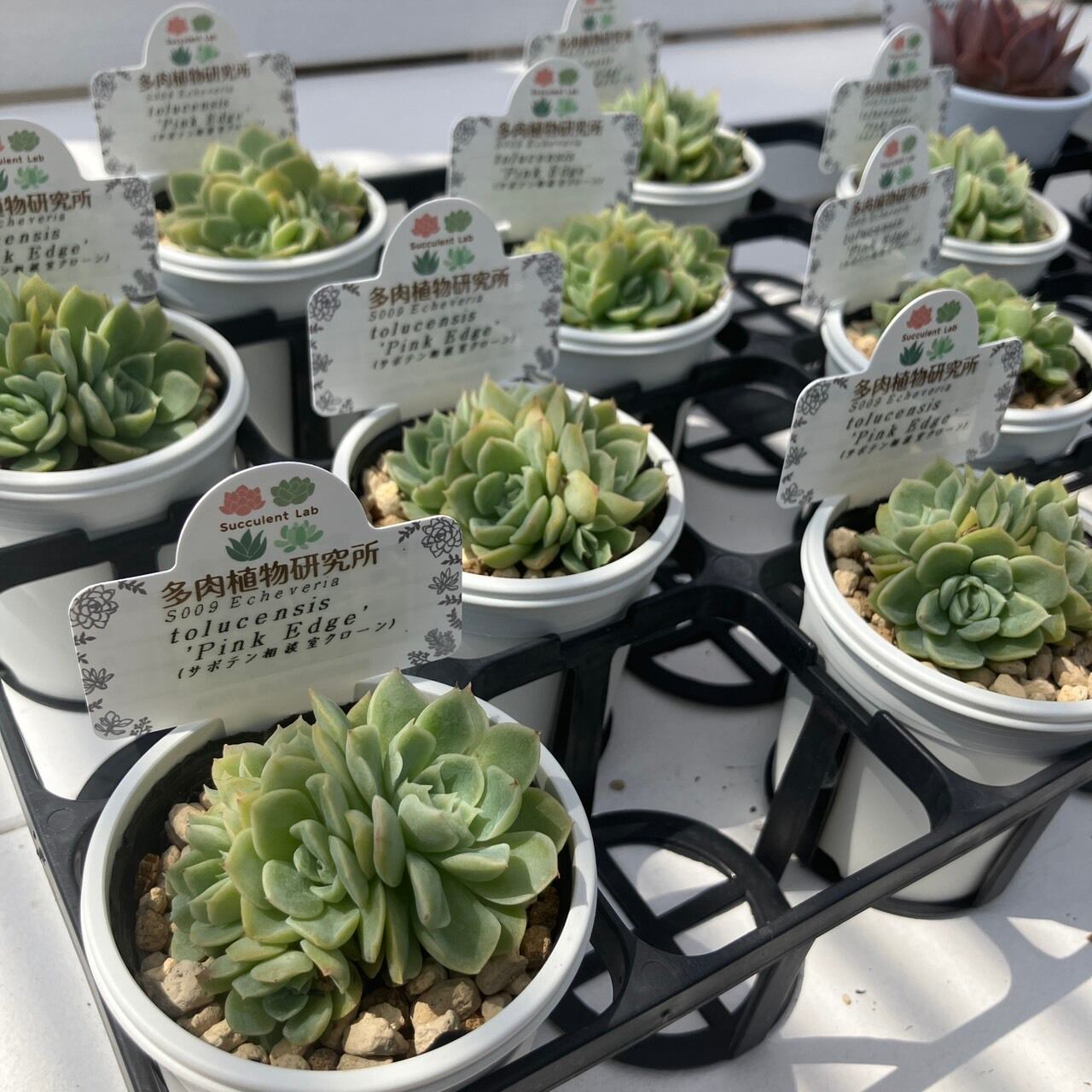 福箱2026夏A】エケベリア 限定セット | 多肉植物研究所