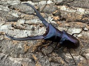 【美麗】即ブリ《メタリフェルホソアカ 77mm ペア》わたくわ氏ブリード個体