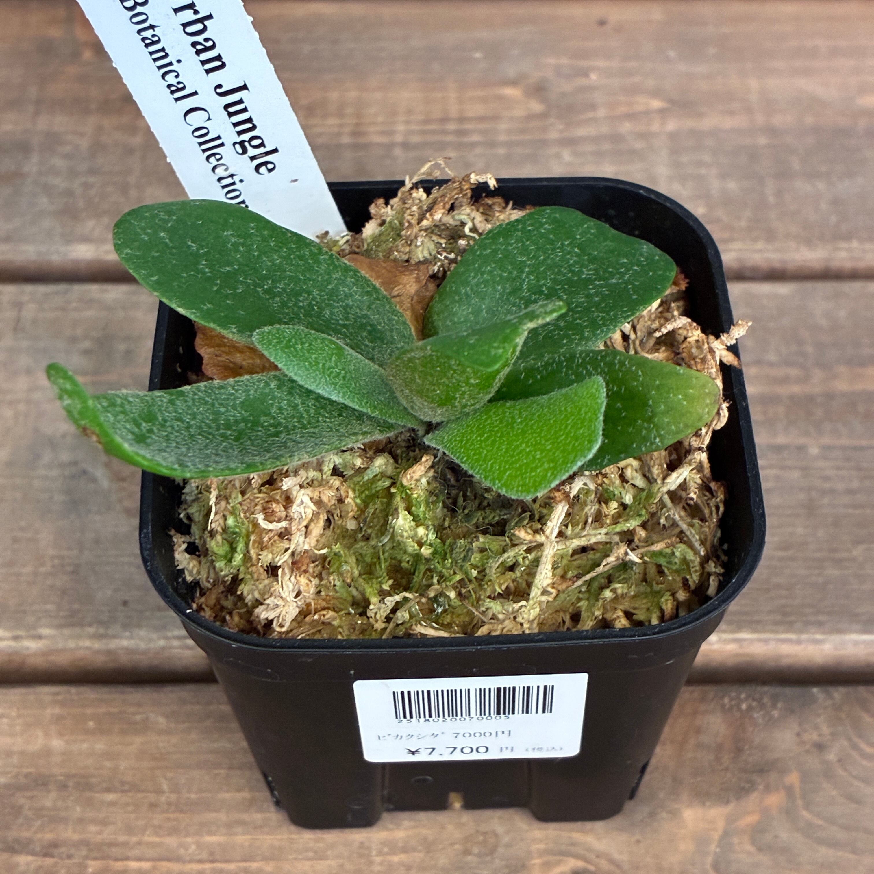 ビカクシダ P. willinckii cv. Little Lanna (TC)【970】【再撮影