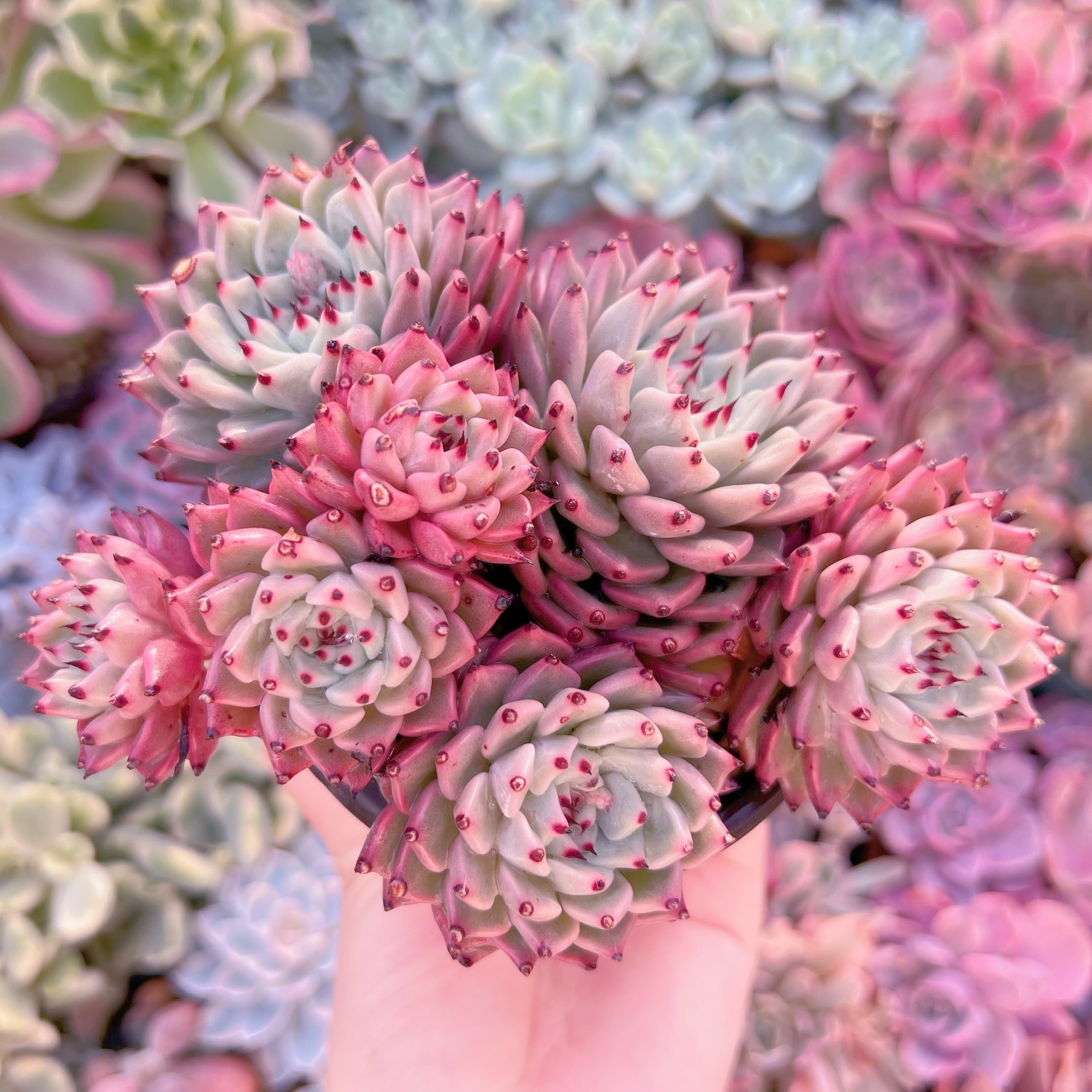 現品　ザラゴーサ#091　大群生　新入荷　るる農園