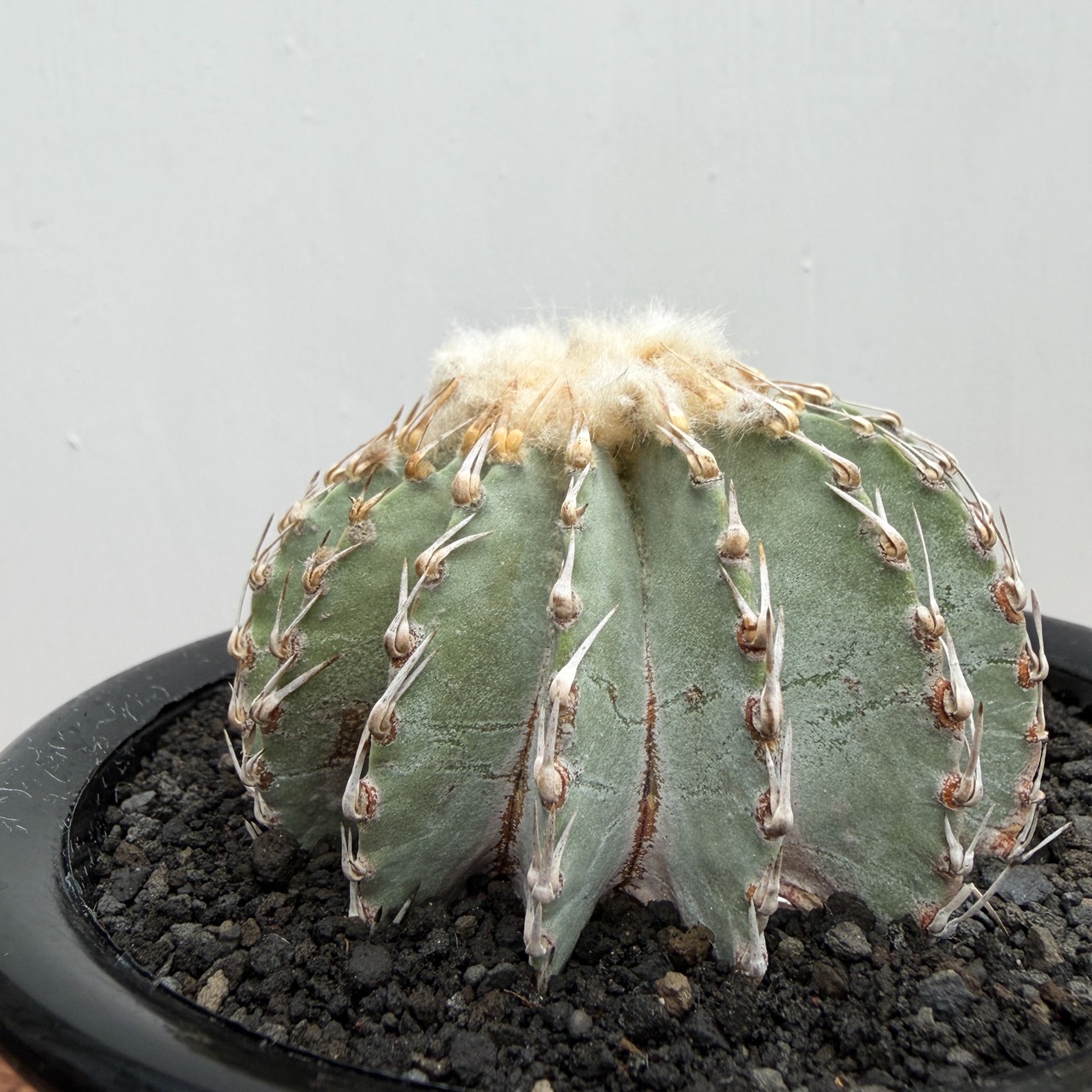 Geohintonia mexicana【ゲオヒントニア・メキシカーナ】
