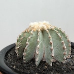Geohintonia mexicana【ゲオヒントニア・メキシカーナ】