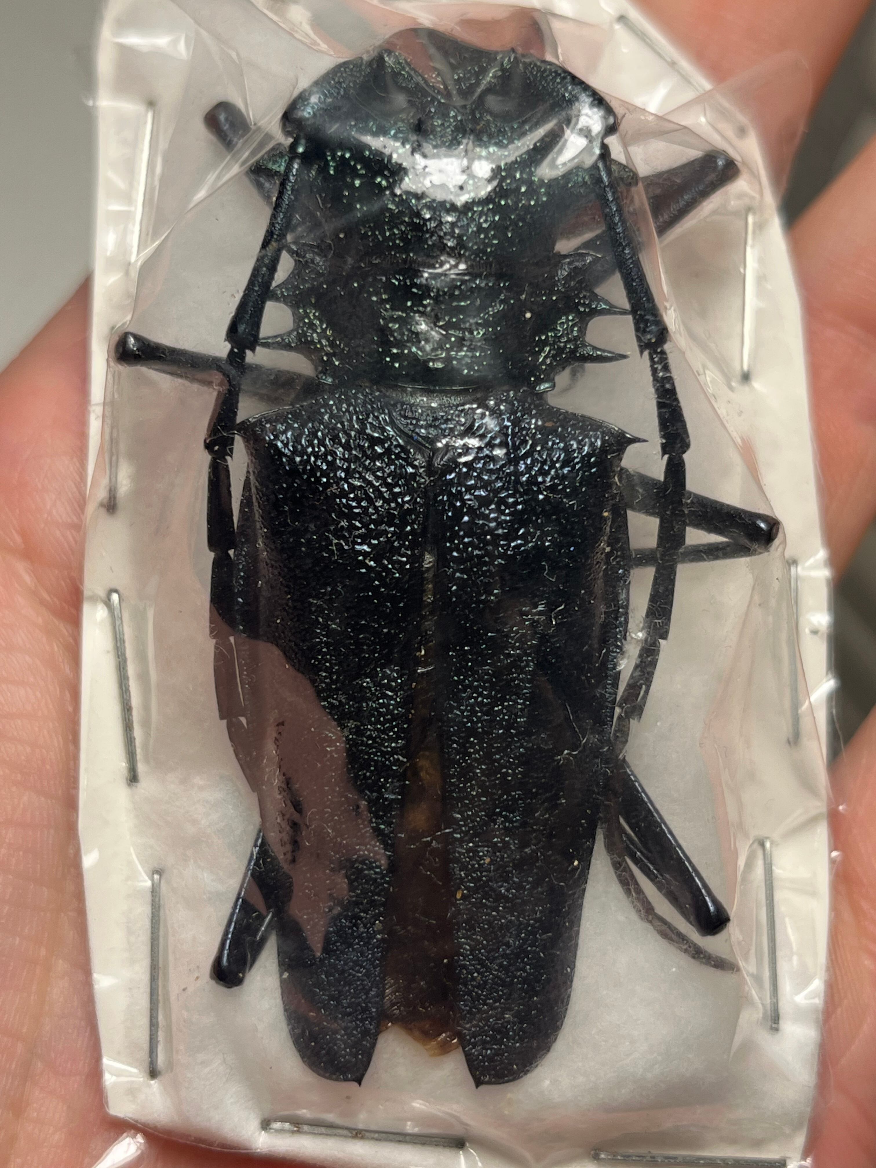 卵10個】インドナナフシ タランチュラコノハムシカマキリマンティス