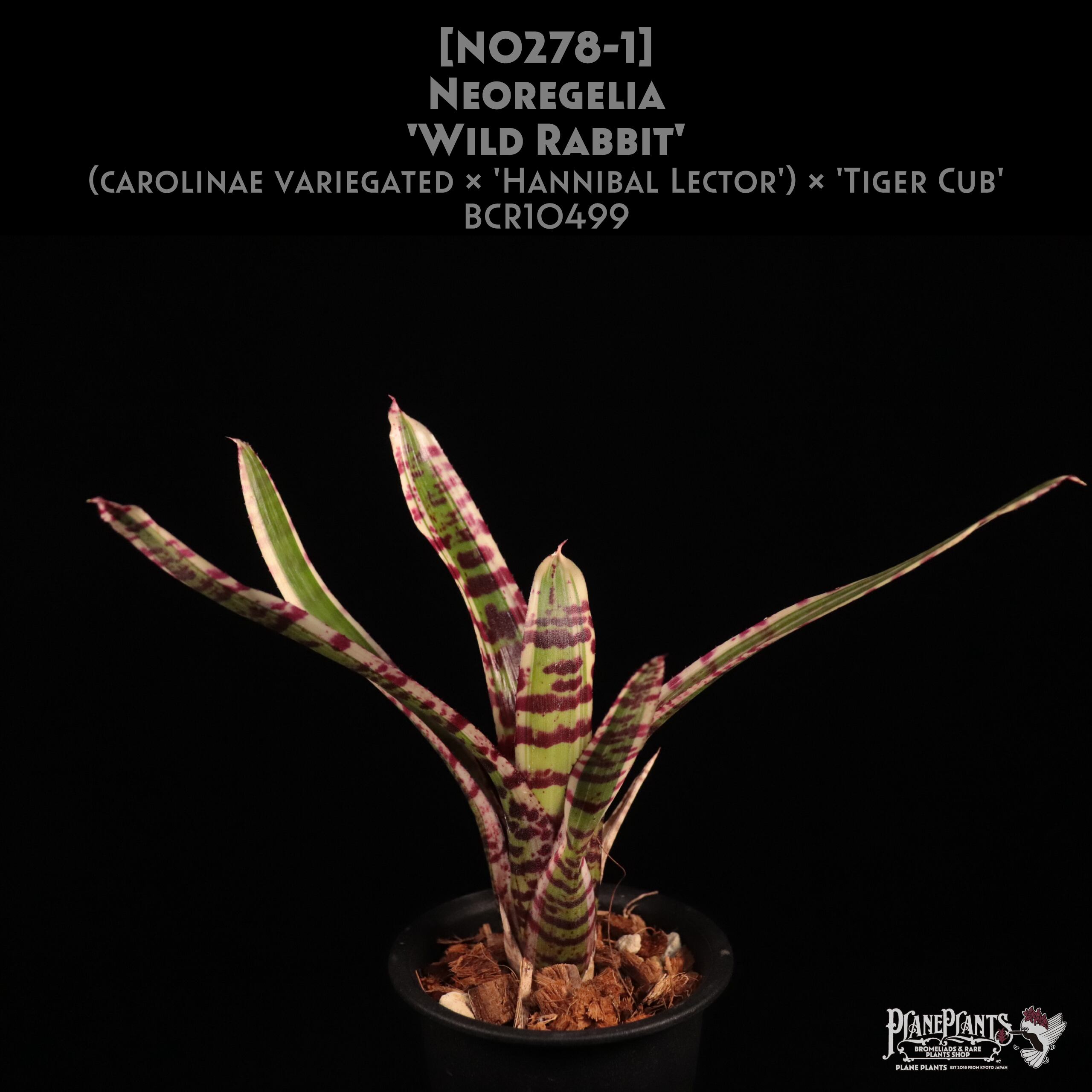 【送料無料】Neoregelia 'Wild Rabbit'〔ネオレゲリア〕現品発送N0278-1