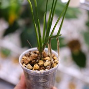 【実生】モンステラ オブリクア ペルー / Monstera Obliqua Peru③ / 観葉植物