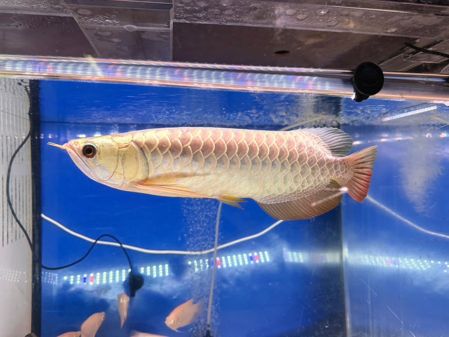 A11 アジアアロワナ 過背金龍 フルゴールデン 34㎝前後 250-007348