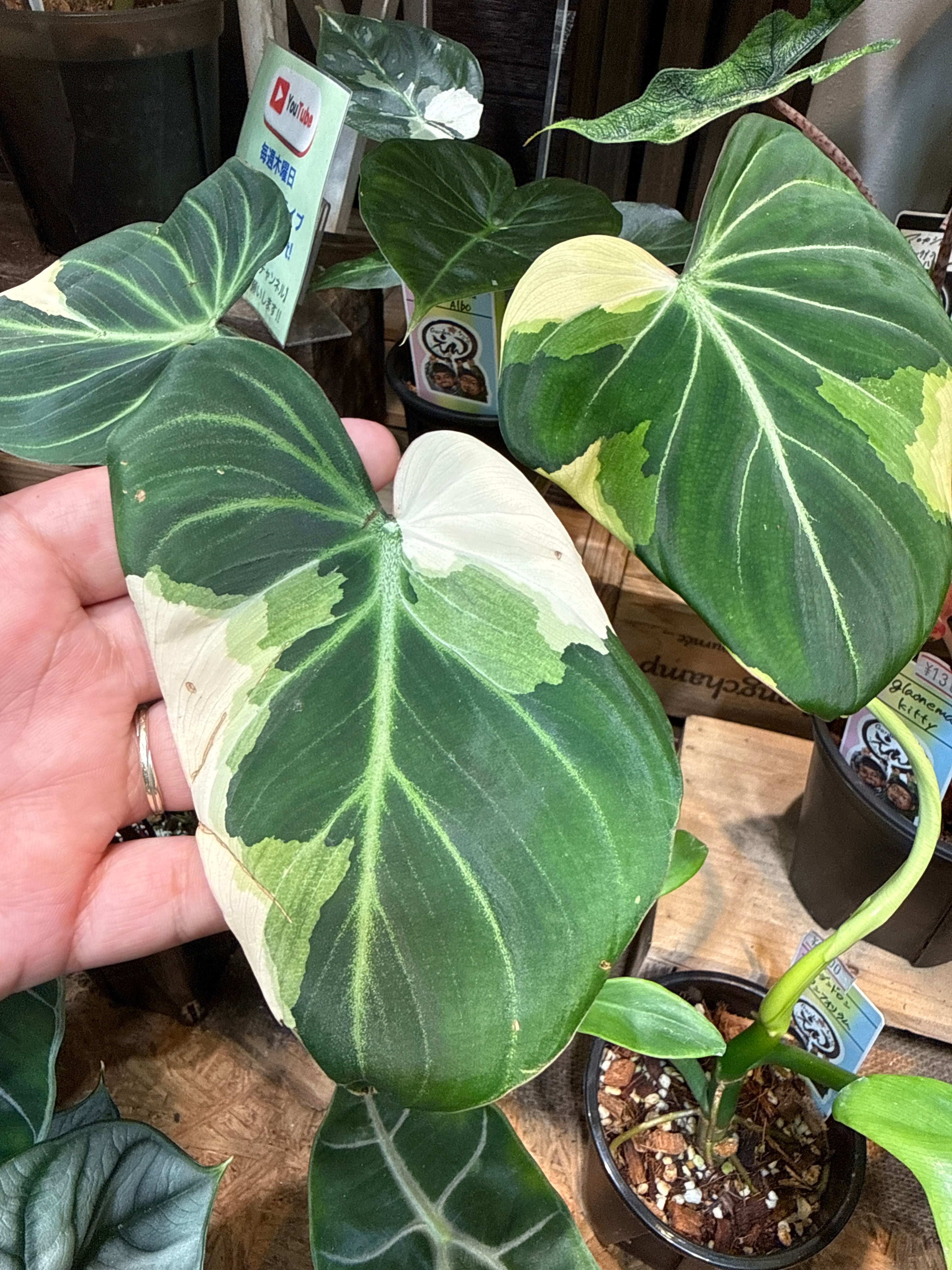 philodendron gloriosum albo variegated / グロリオーサム斑入り