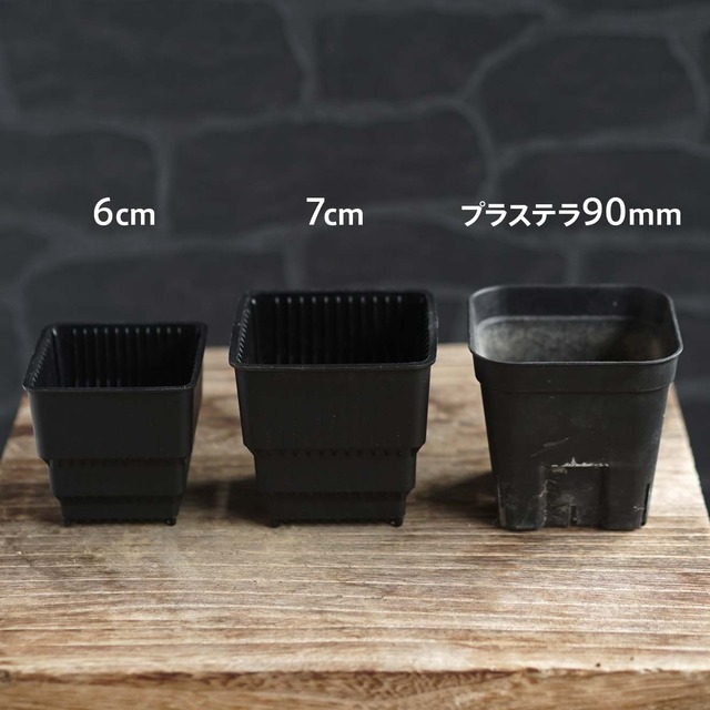 Meshpot STANDARD 7cm ホワイト 10個セット