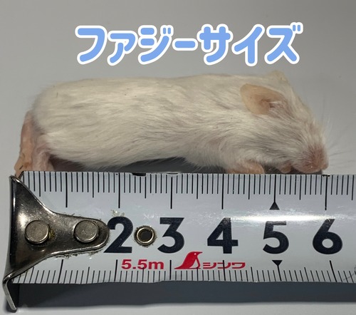 国産冷凍マウス ファジーサイズ 1匹