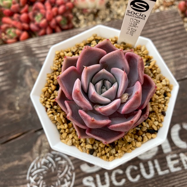 socio⭐︎新品種ピンクディオール