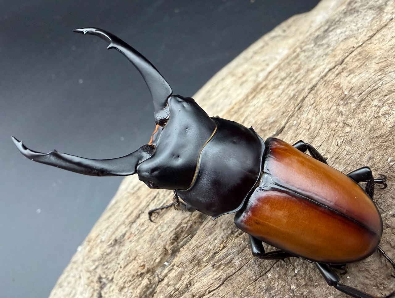 【WD】《マクレイコクワ チベット産 61mm ♂♀♀トリオ》