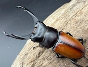 【WD】《マクレイコクワ チベット産 61mm ♂♀♀トリオ》