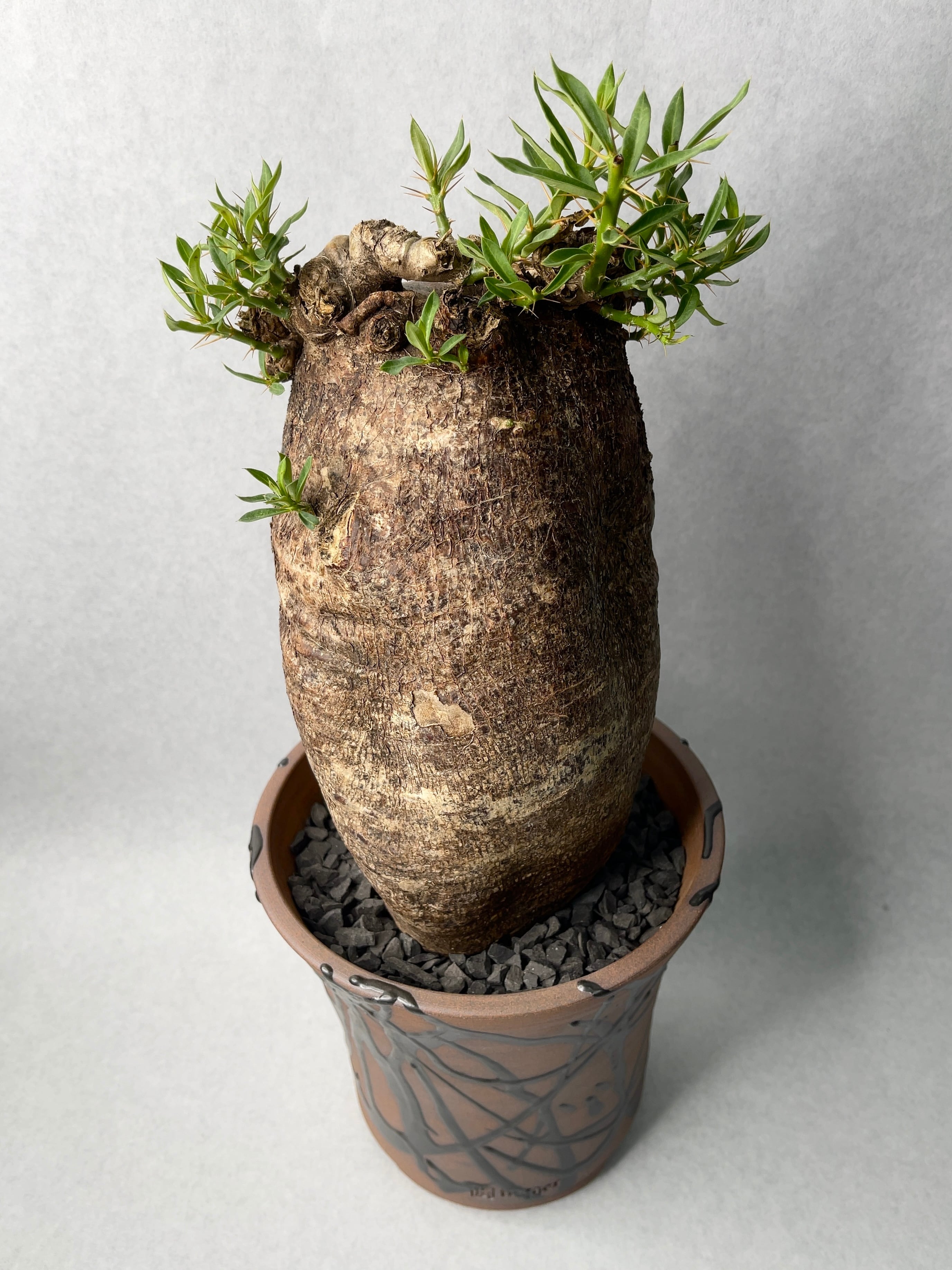 パキポディウム・ビスピノーサム | trigger