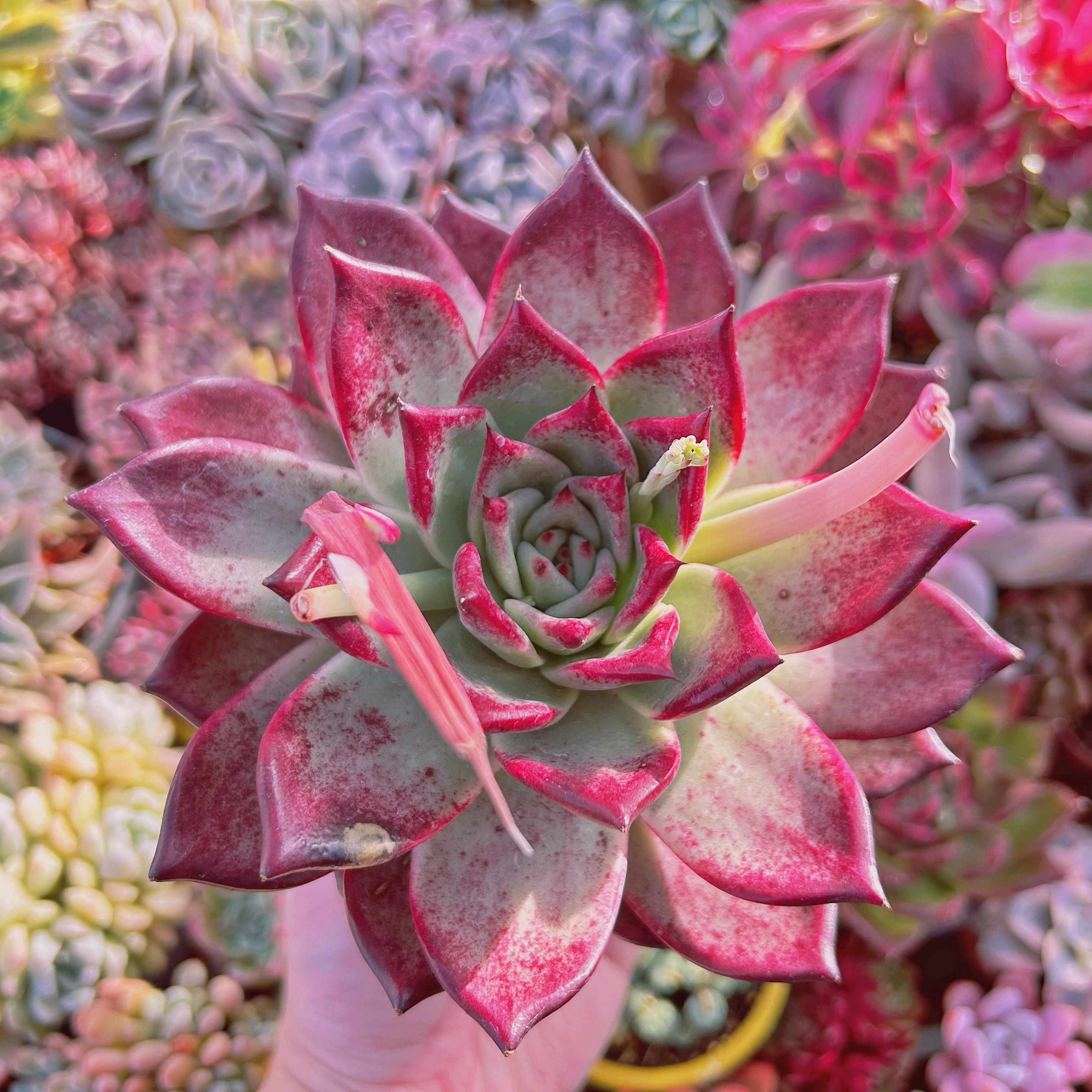 #247現物　多肉植物　ルビンxコロラータ　特特大