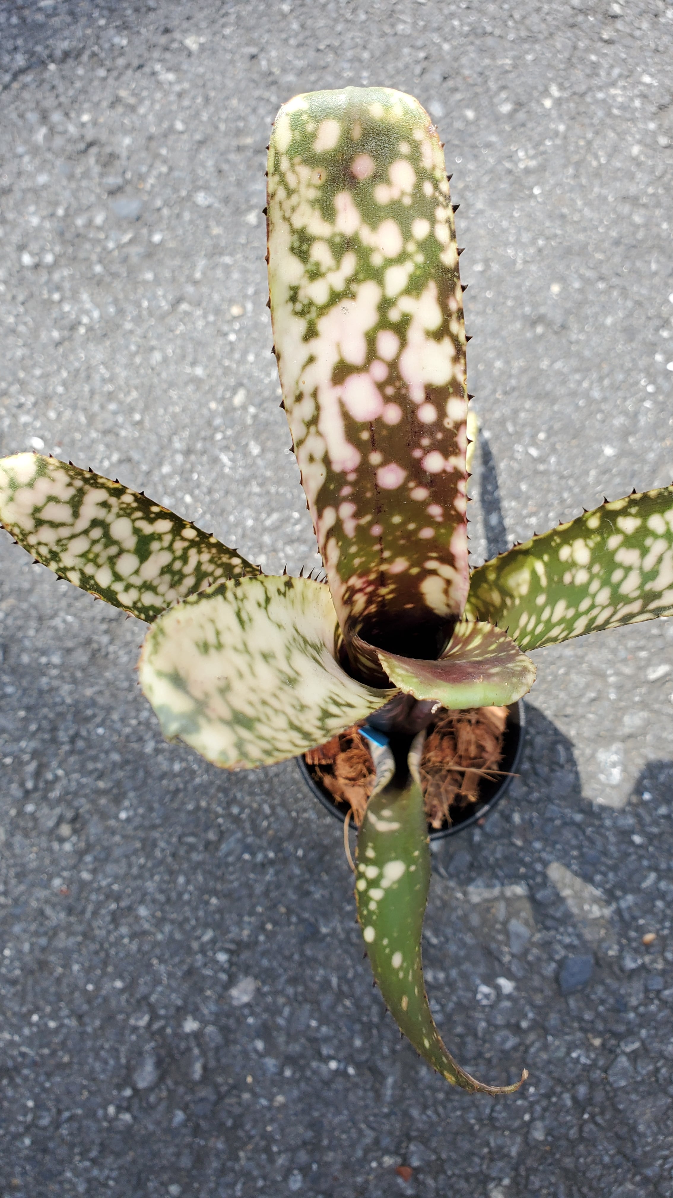 Billbergia Tutti-frutti 【artPLANTs】タンクブロメリア/ビルベルギア