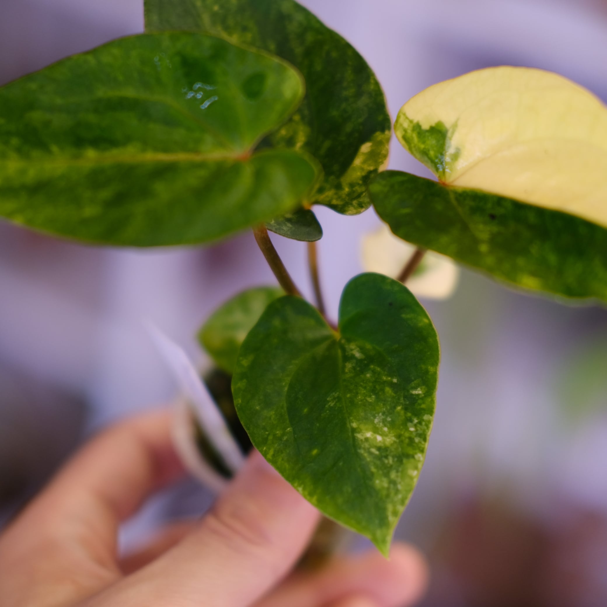 Anthurium (Papililaminum variegated × Crystallinum marble