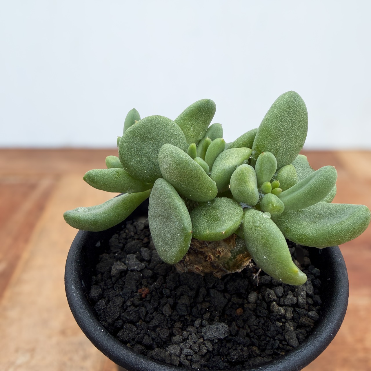 Tylecodon reticulatus【チレコドン・万物想・実生】