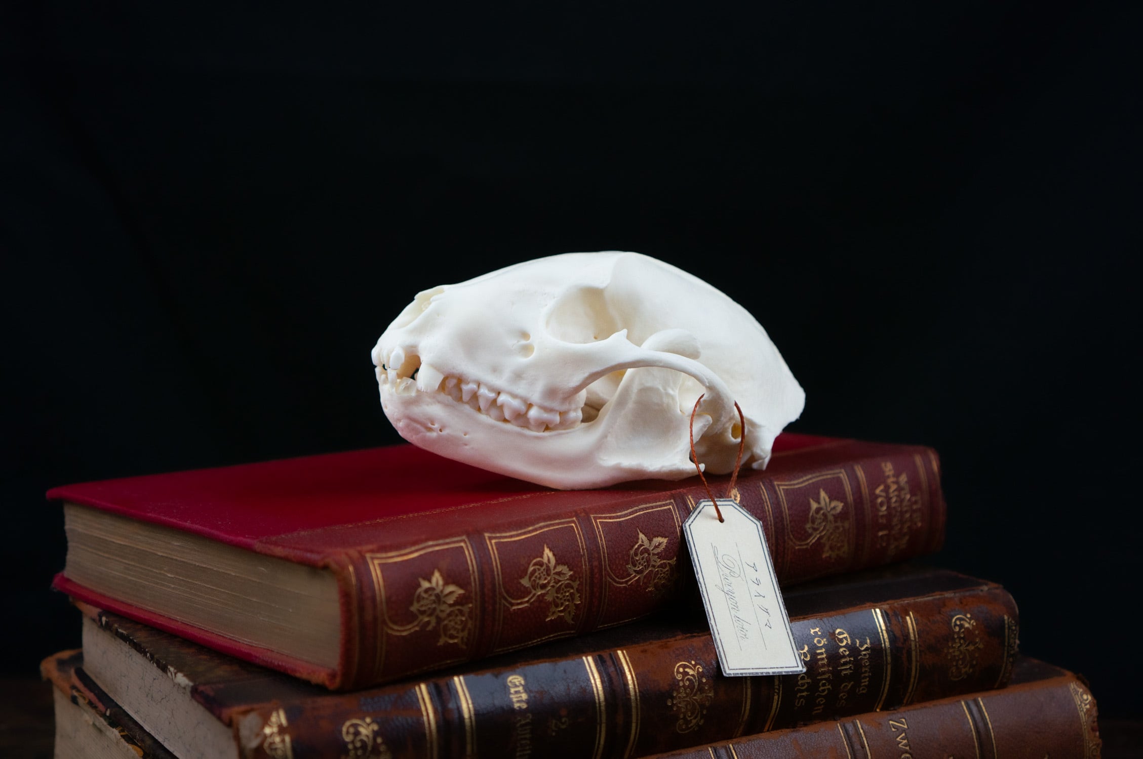 スズキ骨格標本 約60cm スズキ骨格標本 約60cm