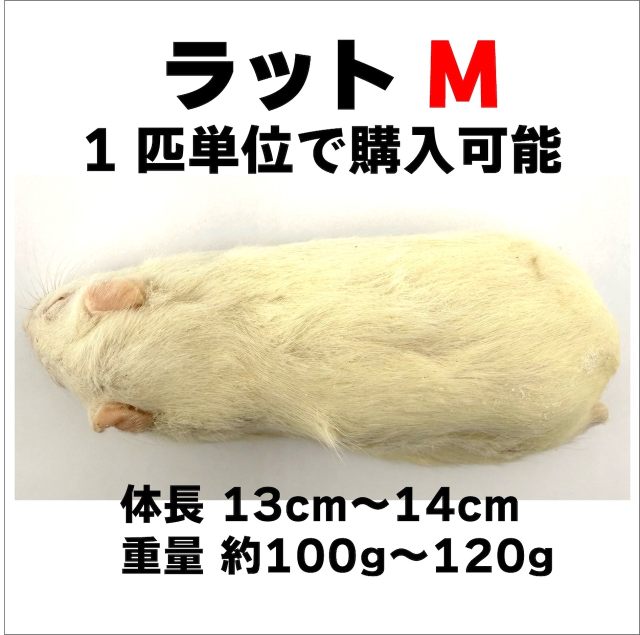 ラット M 1匹
