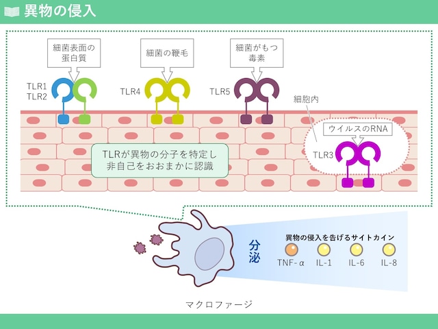 免疫学の基礎トレーニング「自然免疫系」