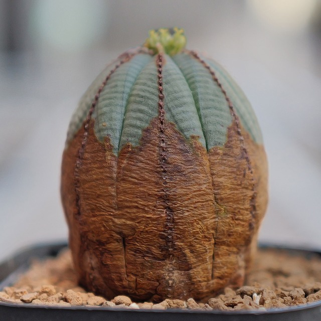 メス株 美模様 たまご型 オベサ / 良型 木質化 ユーフォルビア