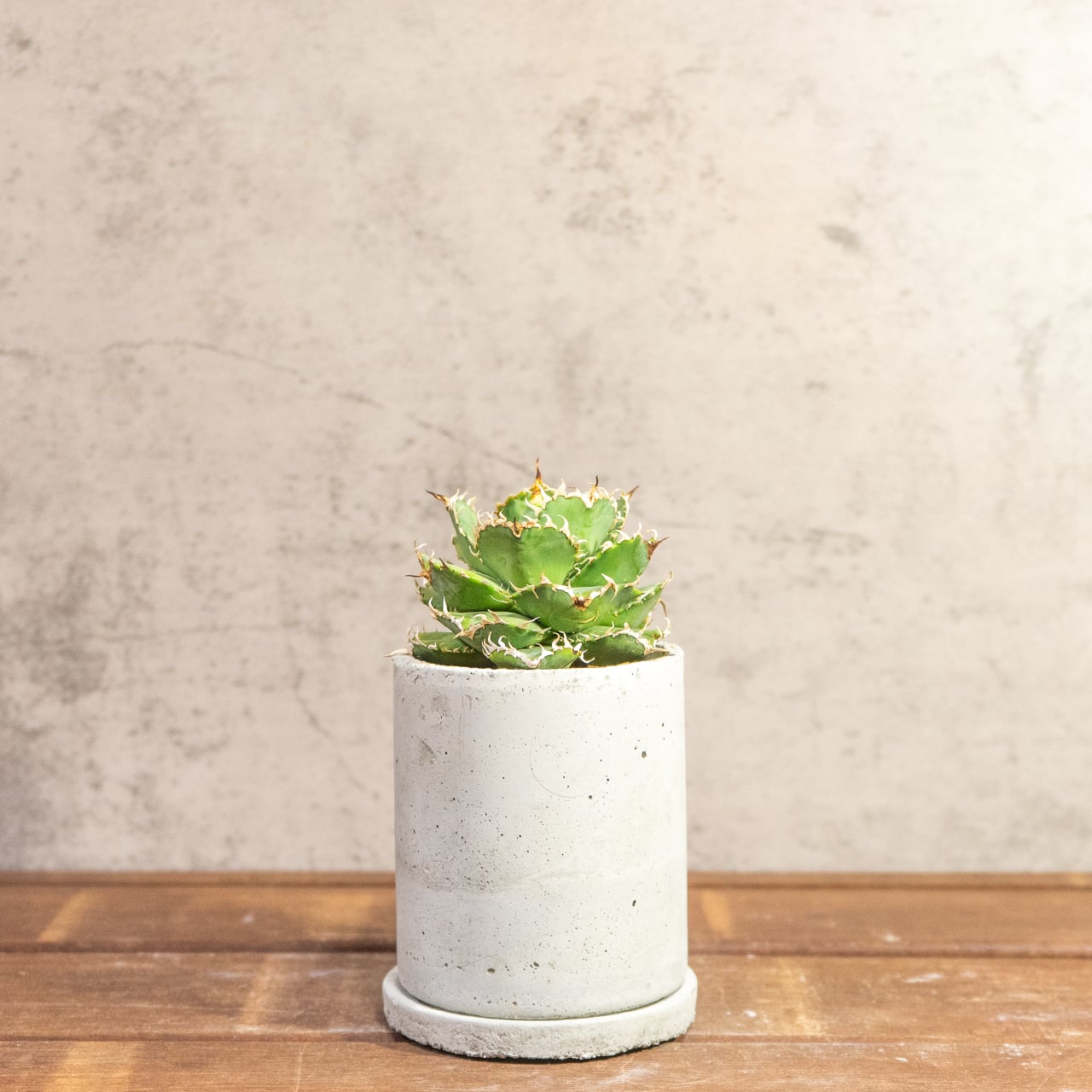 アガベ・チタノタ フィリグリー（丸葉・幅広タイプ）極上の肉厚感を楽しむ逸品｜Atmossphereオリジナル一点物モルタル鉢仕立て【虫発生抑制用土】